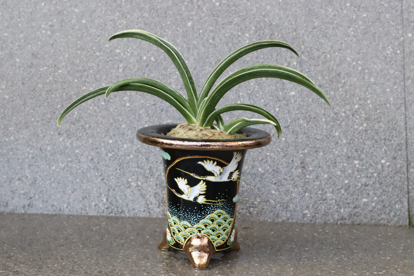錦大鉢2個セット 46センチ×2個 明治41年調べ有り 工芸品