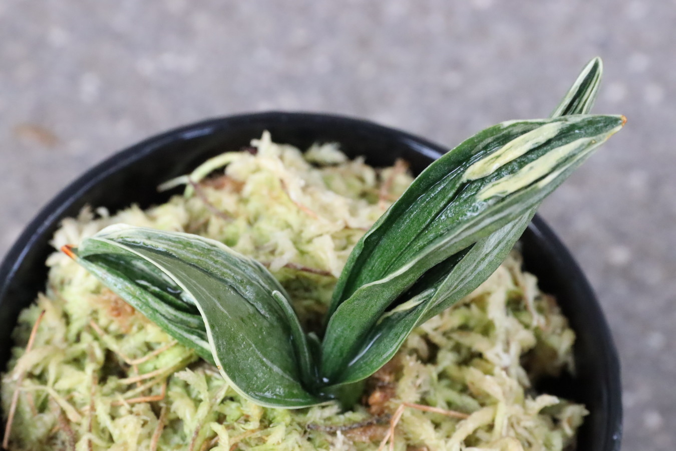 5963,瑞泉(ずいせん)　元縞覆輪、現場青か　鸞山かと見まごうほどの芸の良さ　【はきずはきれ非常に多い大特価】※春から秋は生長期なので姿は変わっていきます