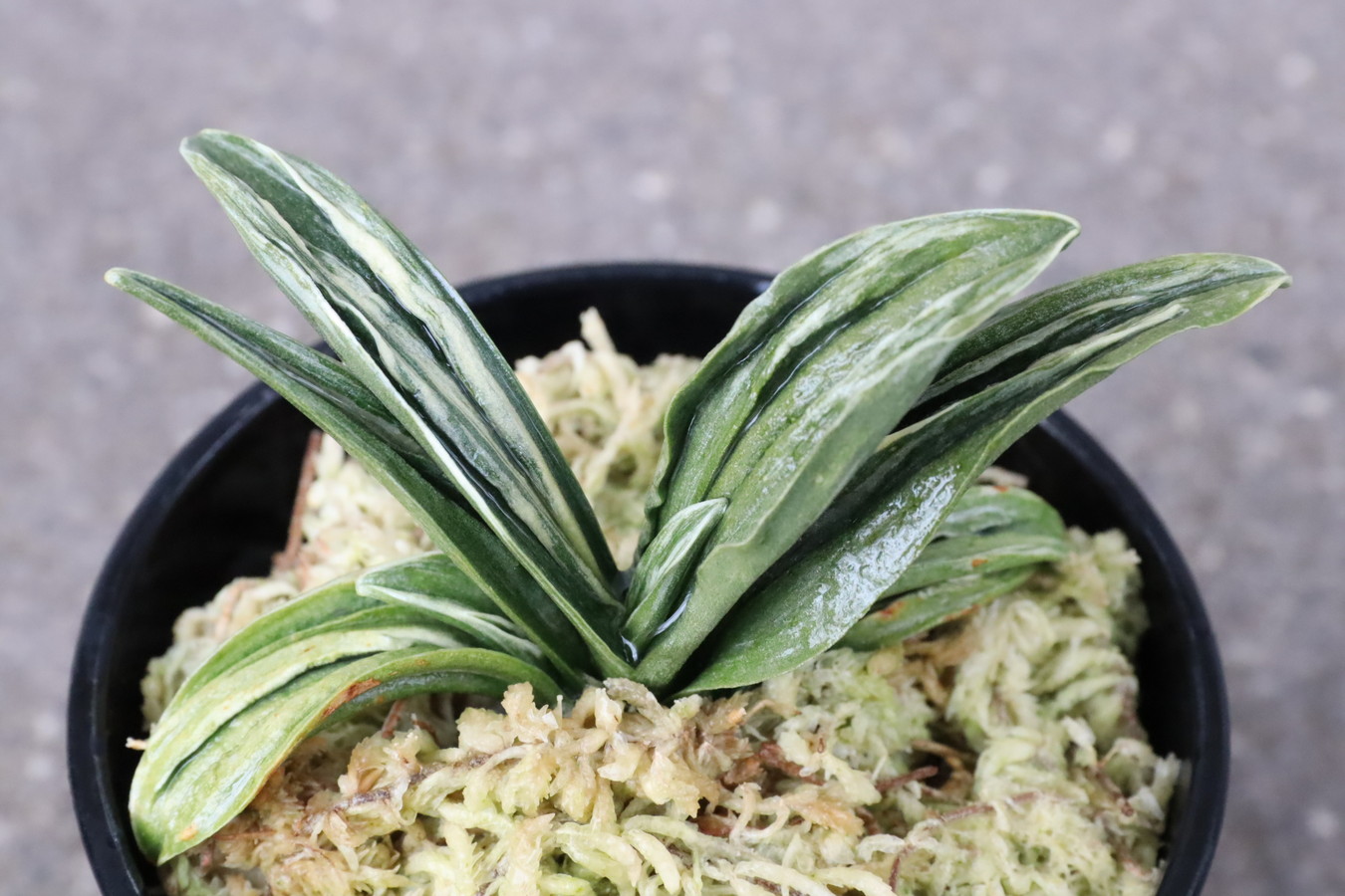 6832,瑞泉(ずいせん)　雪、雨に当てたスパルタ作り　【はきずはきれ非常に多い特価】※春から秋は生長期なので姿は変わっていきます