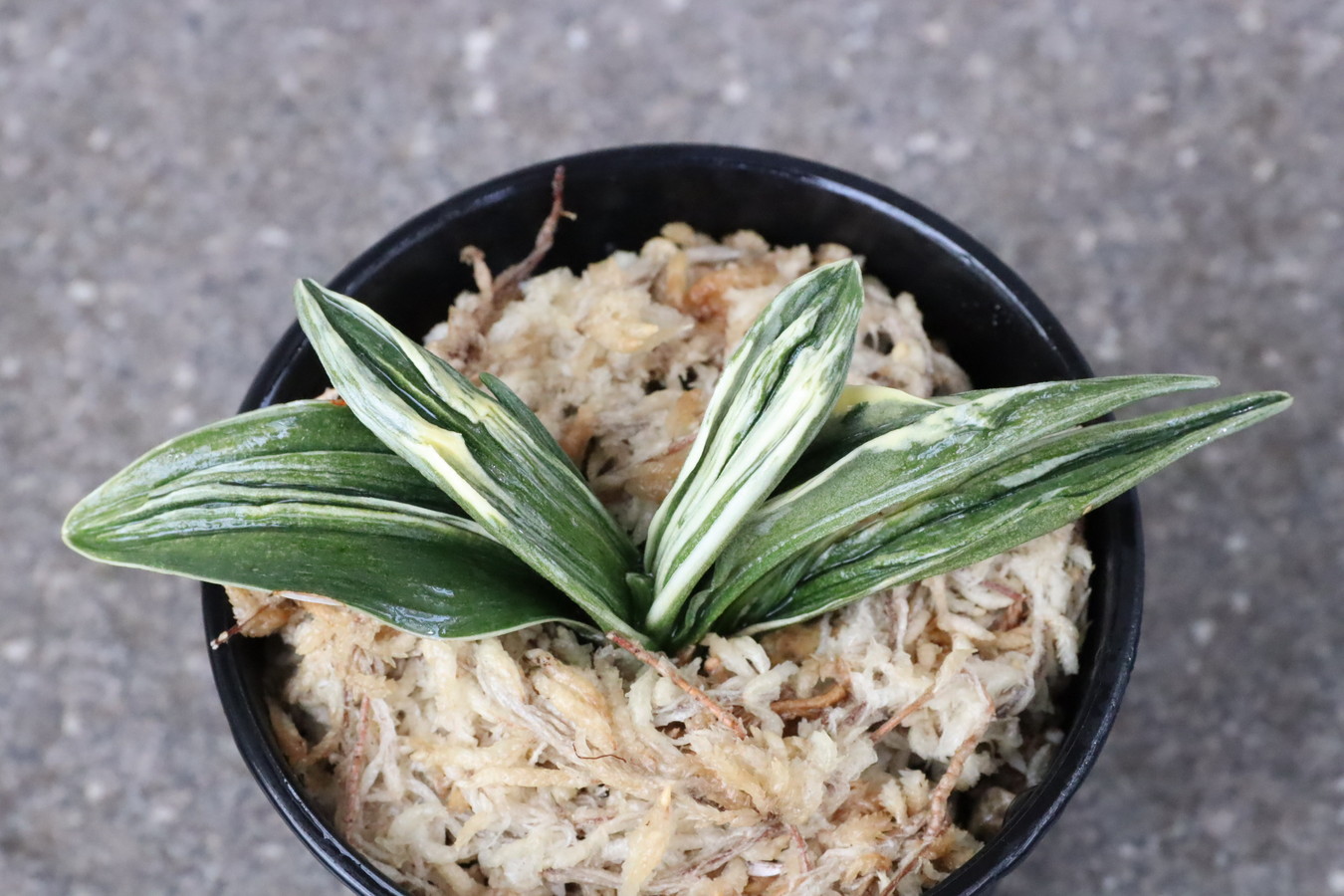 5395,瑞泉(ずいせん)　全国大会系統【はきずはきれ多い大特価】※春から秋は生長期なので姿は変わっていきます