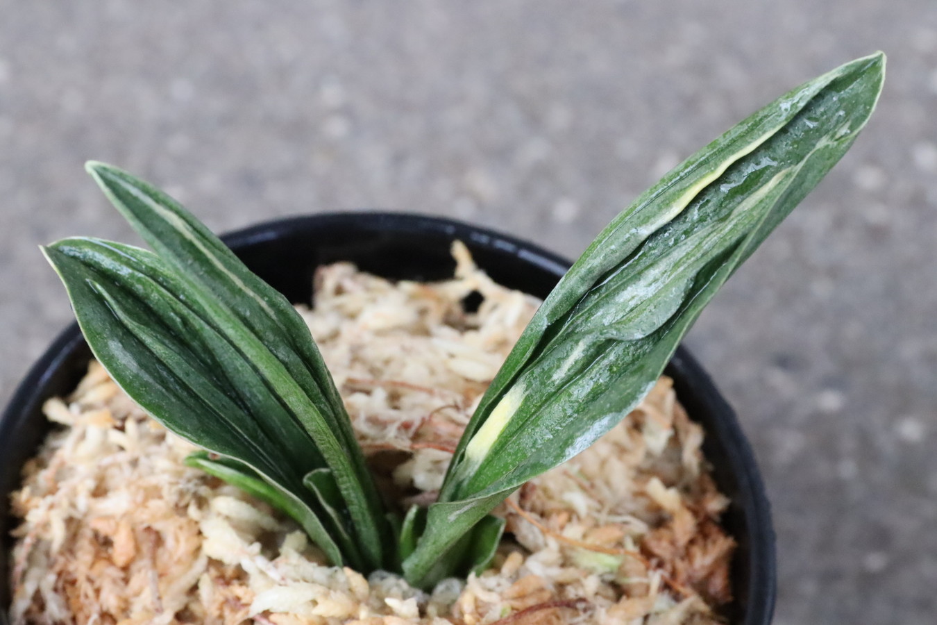 6549,瑞泉(ずいせん)　元縞覆輪、現場青　幅広、芸良い系統【はきずはきれ多い大特価！！！！】※春から秋は生長期なので姿は変わっていきます