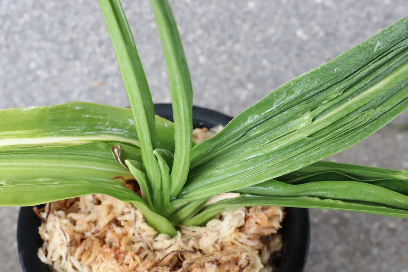 7118,V×A　数不明　【はきずはきれ多い大特価！】※春から秋は生長期なので姿は変わっていきます