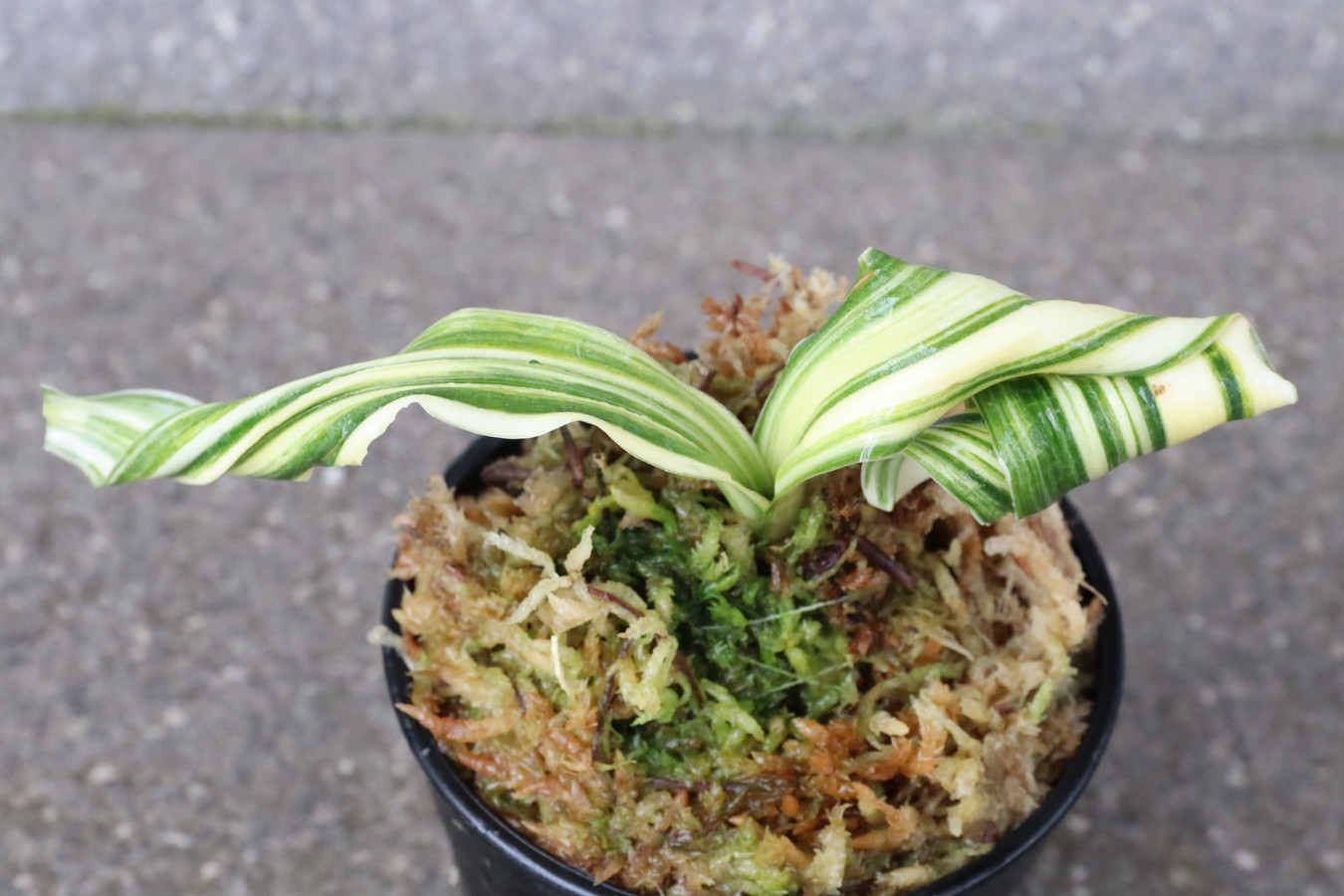 6130,獅子 仙寿の舞(せんじゅのまい)　縞　【根少ない特価！！はきずはきれとても多い大特価！】※春から秋は生長期なので姿は変わっていきます