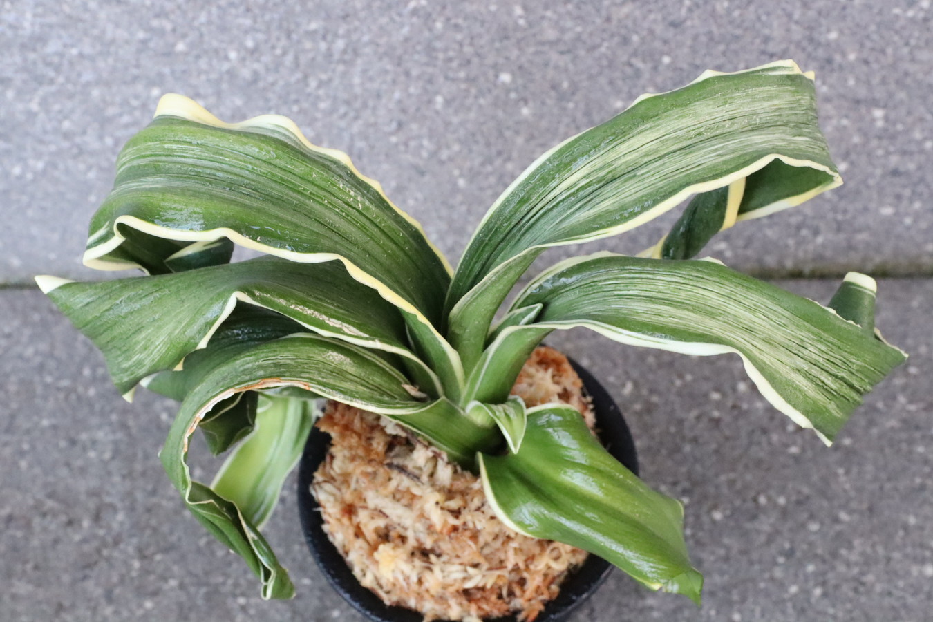 7131,天乃橋立(仮)　獅子【現場覆輪】元々縞が入っていたので、縞覆輪になるかも？？【羅紗獅子のような姿！はきずはきれ多い大特価！】※春から秋は生長期なので姿は変わっていきます