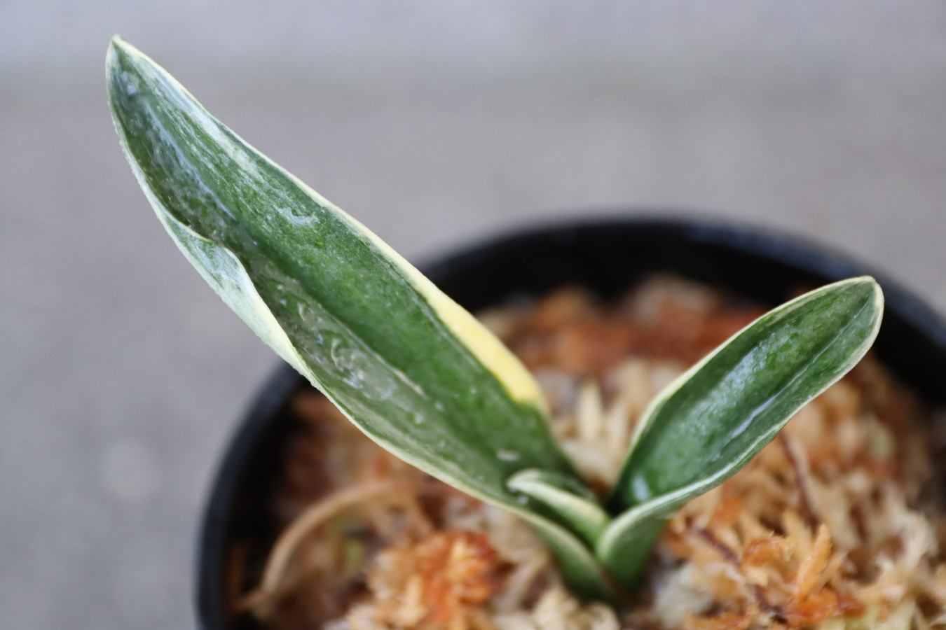 6708,鹿島錦(かしまにしき)　全国トップ系統！　【はきずはきれ多い大特価！！！】※春から秋は生長期なので姿は変わっていきます