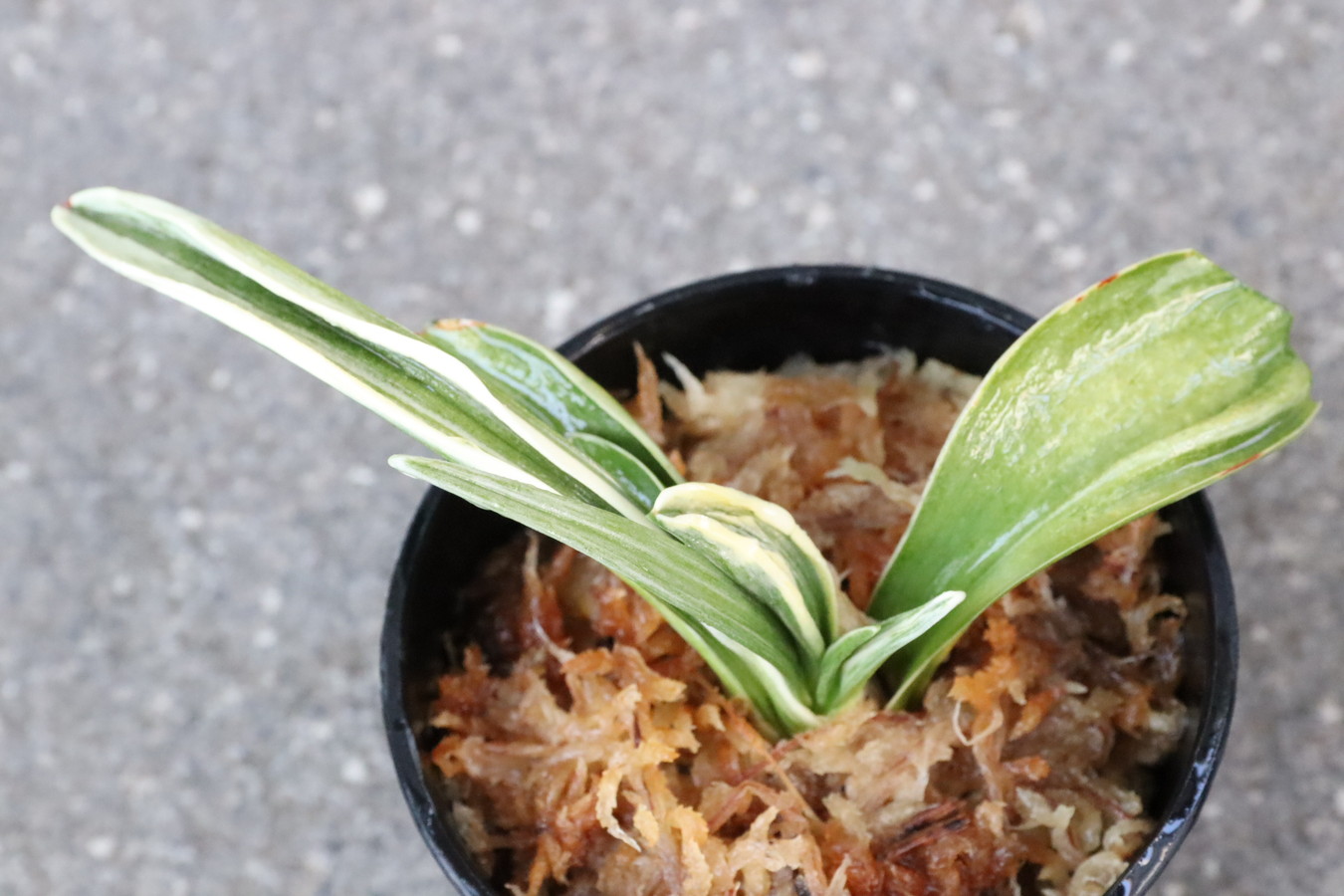 8153,白雲閣(はくうんかく)　芸良し！【鸞山、瑞泉、琴治に負けない芸の良さ】【はきずはきれ非常に多い大特価！】※春から秋は生長期なので姿は変わっていきます
