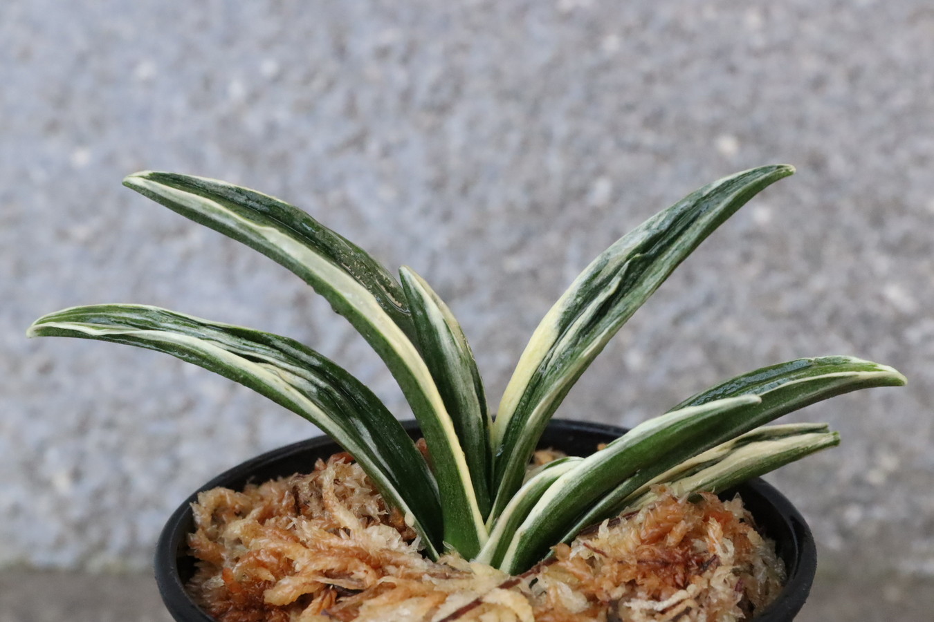 8167,BC級品整理品　珠光(しゅこう)　【はきずはきれ大特価】※春から秋は生長期なので姿は変わっていきます