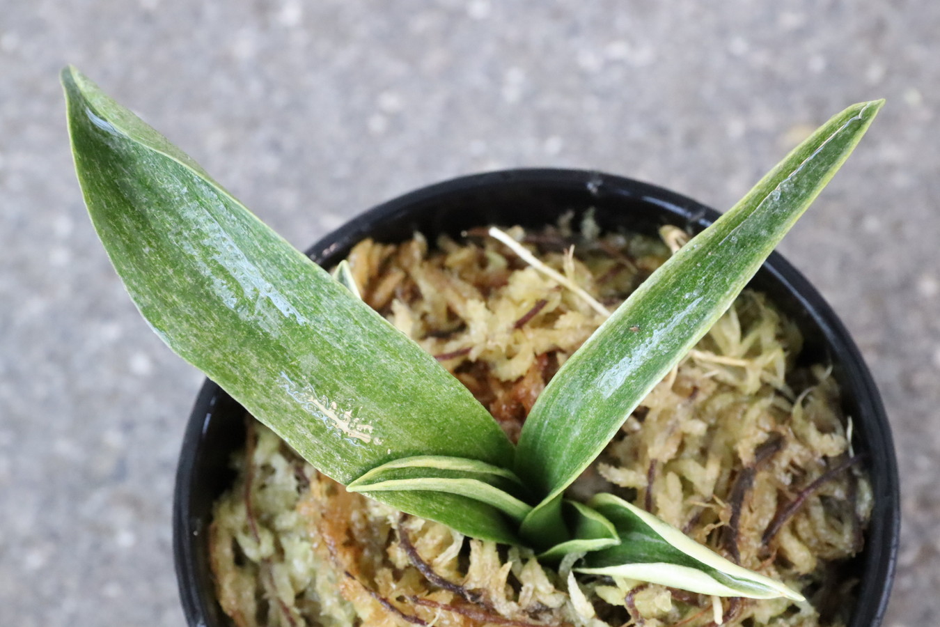 8125,　貴鳳(きほう)　超希少種！　【覆輪・胡麻斑非常に良い】【はきずはきれ多い大特価！】※春から秋は生長期なので姿は変わっていきます