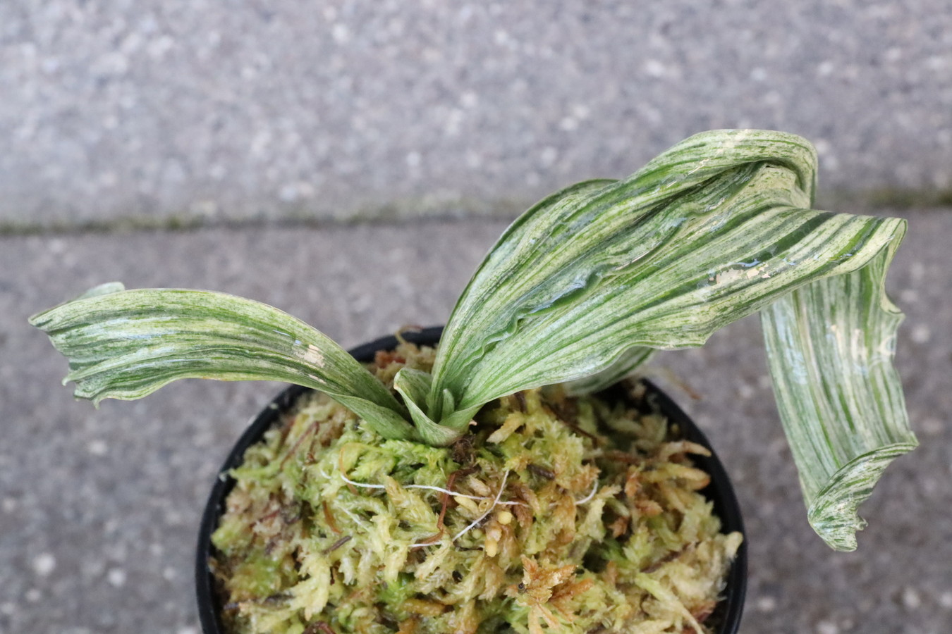 7035,千代風雅(ちよふうが)　獅子　超希少！　【はきずはきれ多い大特価！】※春から秋は生長期なので姿は変わっていきます