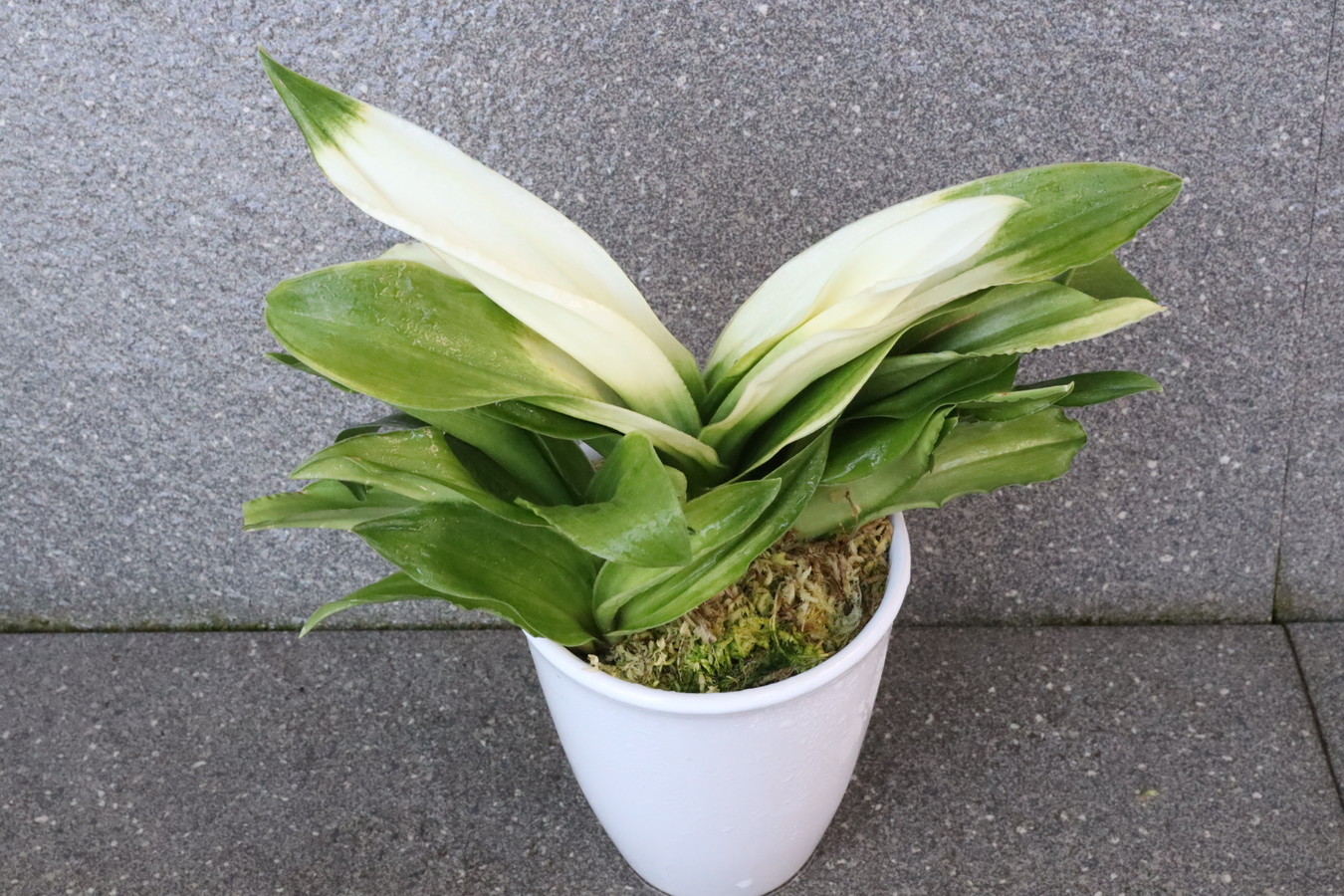 5138,福来る萬年青　福の光(ふくのひかり)　【はきずはきれ非常に多い大特価！】※春から秋は生長期なので姿は変わっていきます