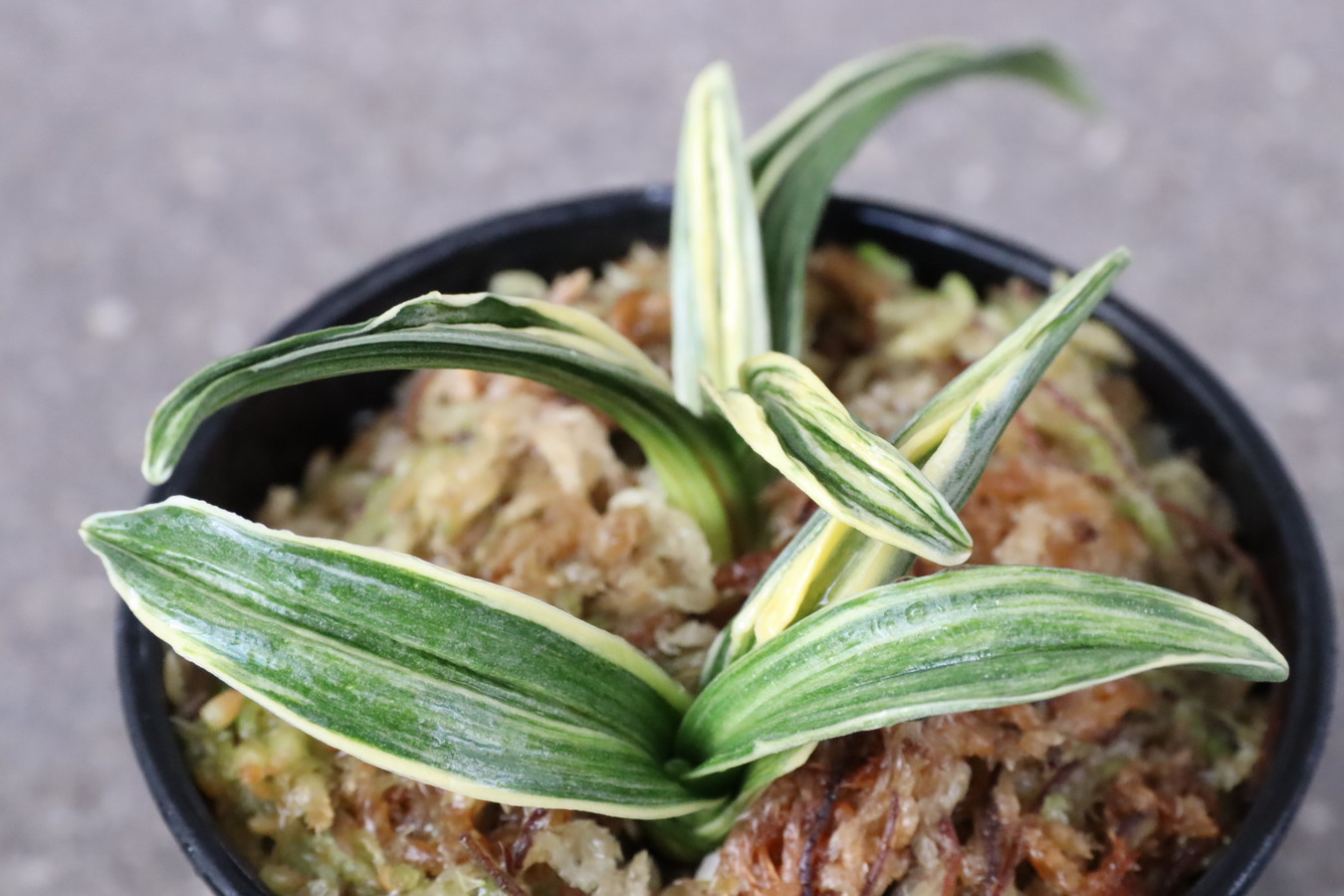 6285,BC級品整理品　聖源(せいげん)　縞覆輪特上縞！　Seigen　【はきずはきれ大特価】　※春から秋は生長期なので姿は変わっていきます sov