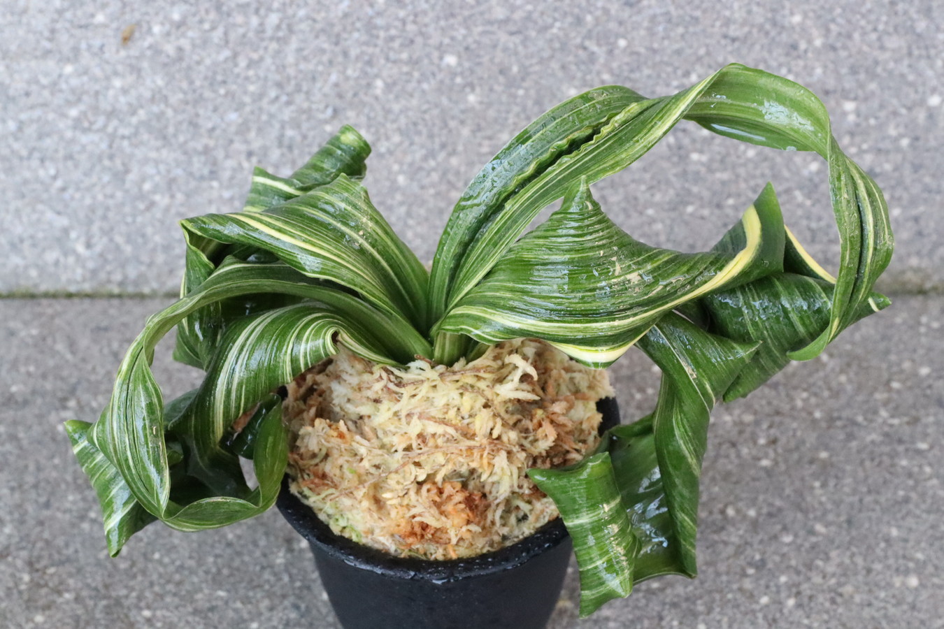 7061,舞子獅子×海龍獅子　芸は本家超える？？！縞最上！　数本物？数不明　【はきずはきれとても多い大特価！】※春から秋は生長期なので姿は変わっていきます