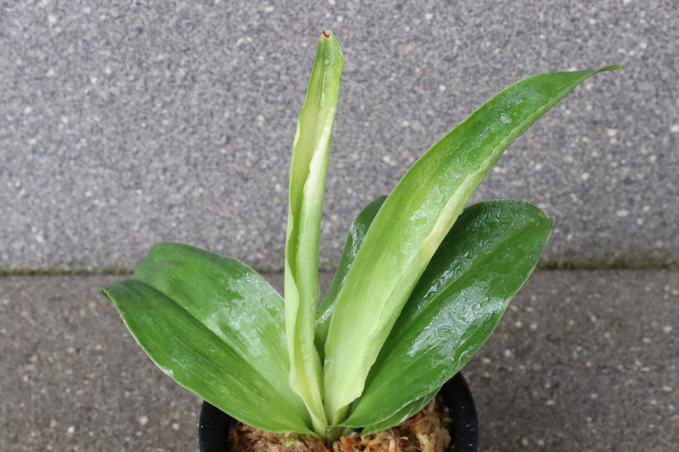 7138,福の光(ふくのひかり)　【NHK趣味の園芸放映記念！】【はきずはきれ非常に多い大特価！】※春から秋は生長期なので姿は変わっていきます