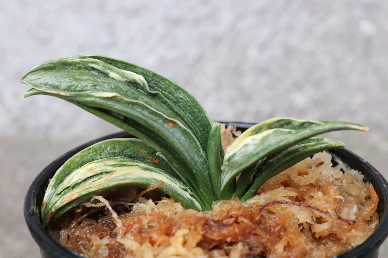 7642,瑞泉(ずいせん)　今年、来年に芋切れる？？【はきずはきれ非常に多い特価！】※春から秋は生長期なので姿は変わっていきます