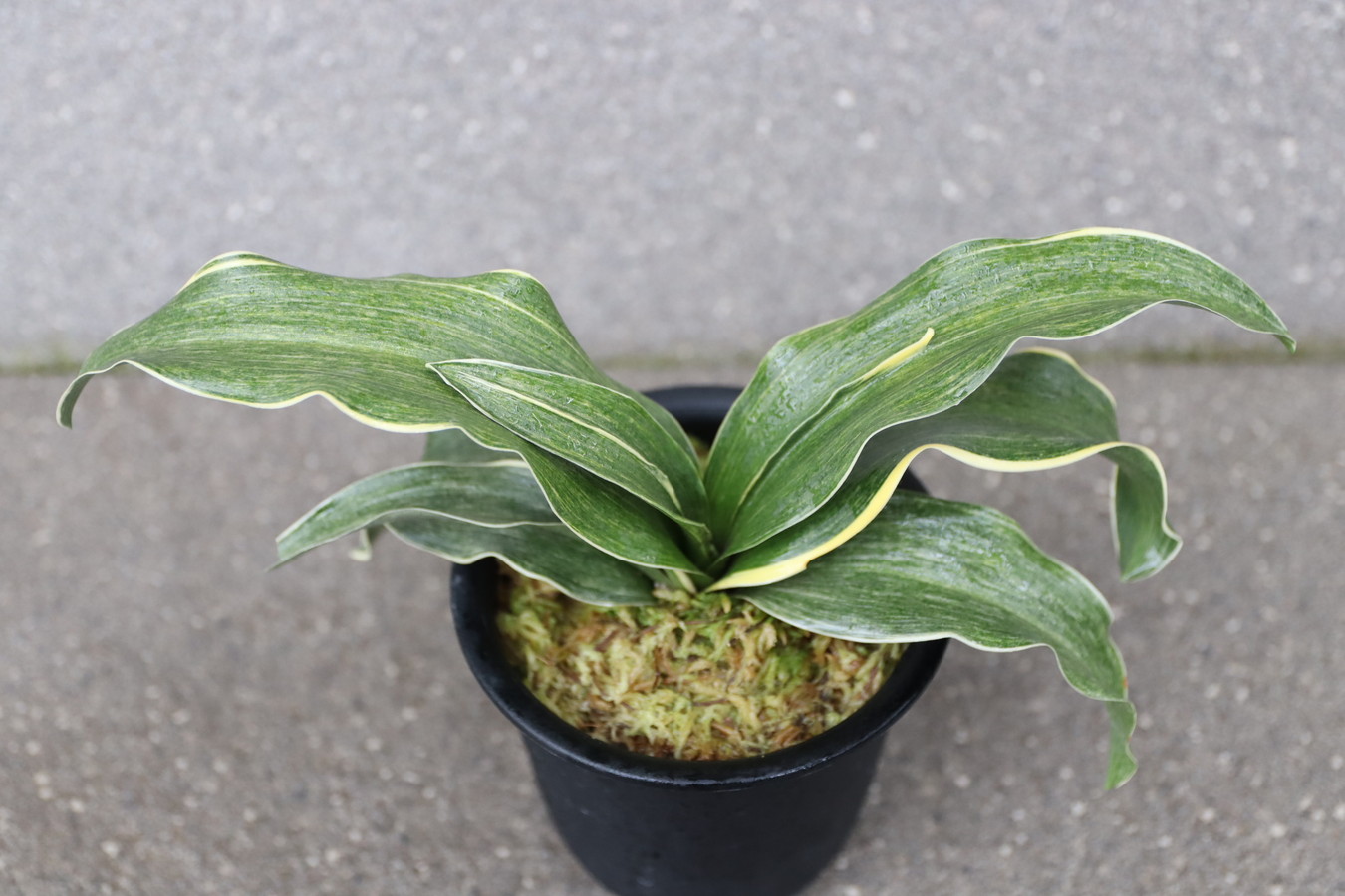 6550, 錦明鳳(きんめいほう)　超希少種！歴史の生き証人！【はきずはきれとても多い大特価！】※春から秋は生長期なので姿は変わっていきます