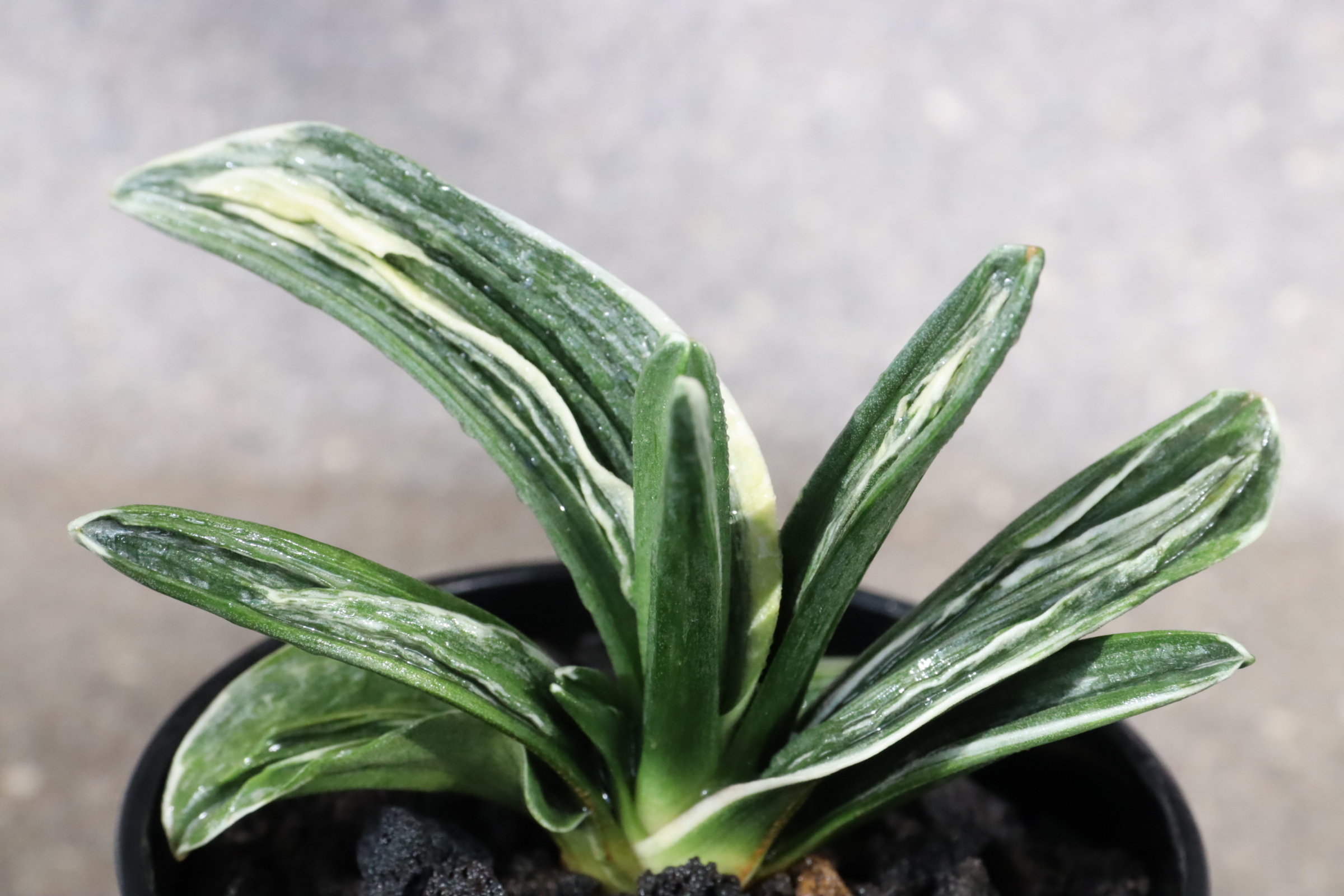 6875,睦山(ぼくざん)　1376,　芸特に良い　【建国記念特価！はきずはきれ特価】※春から秋は生長期なので姿は変わっていきます