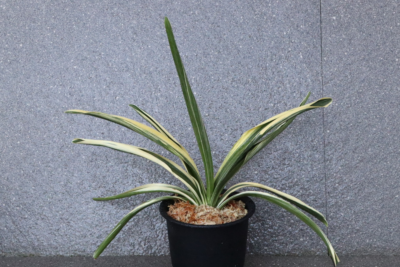 5669,龍骨錦華(仮)　覆輪？デモ？特上縞　数不明　【はきずはきれ非常に多い大特価】　※春から秋は生長期なので姿は変わっていきます