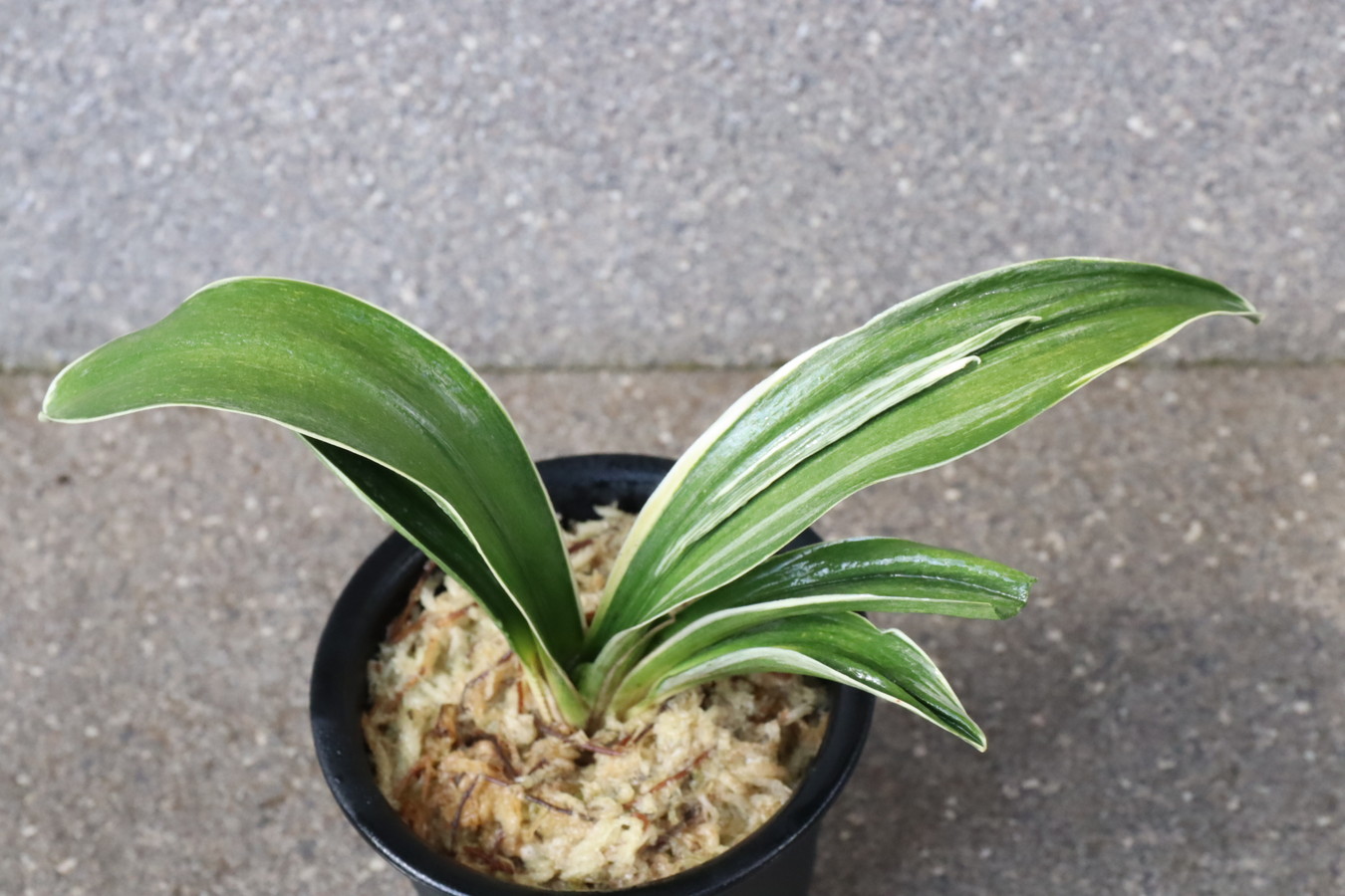 6726,帝錦(みかどにしき)　【NHK趣味の園芸特価！18000円→はきずはきれ特価！】※春から秋は生長期なので姿は変わっていきます