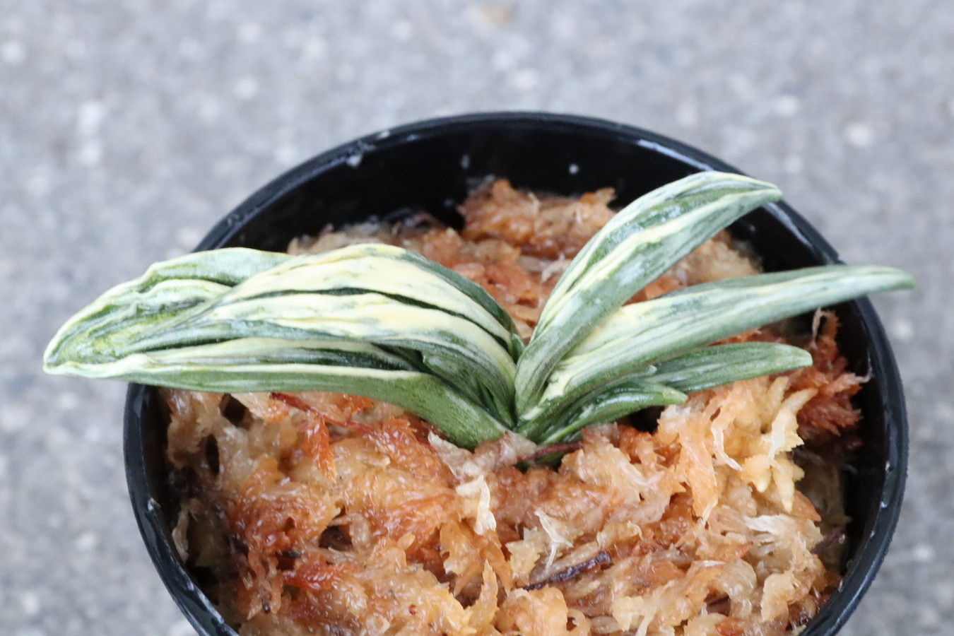 5945,瑞泉(ずいせん)　全国トップ系統力ある　大特価！【鸞山か！？と思わせる葉芸！はきずはきれとても多い大特価！】※春から秋は生長期なので姿は変わっていきます