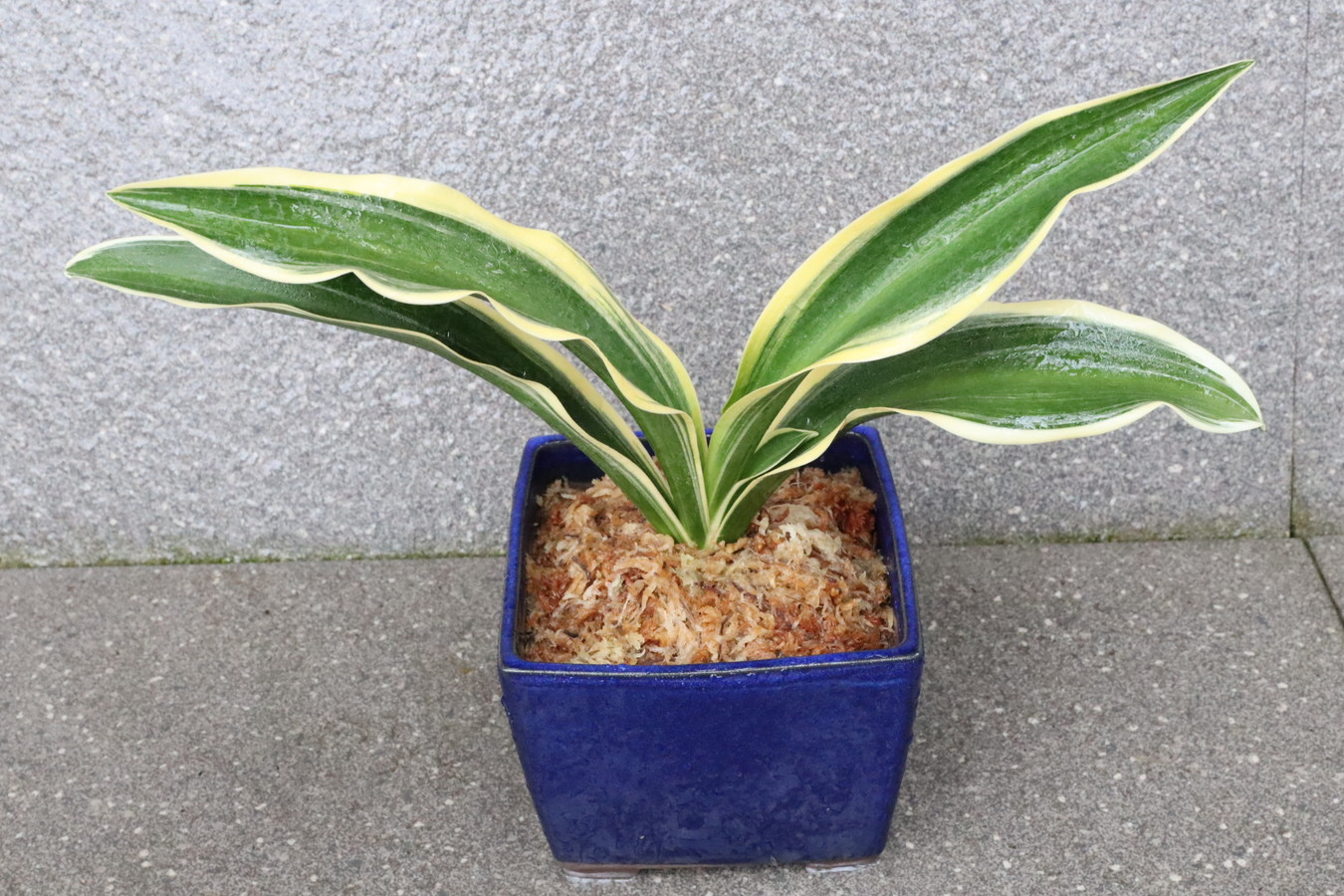 豊明園 / 中型のおもと