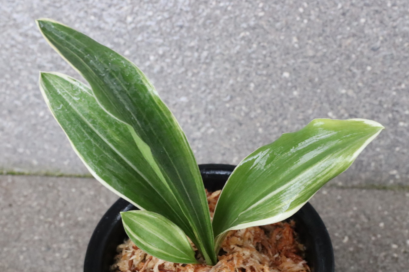 豊明園 / 太陽・縞甲龍系