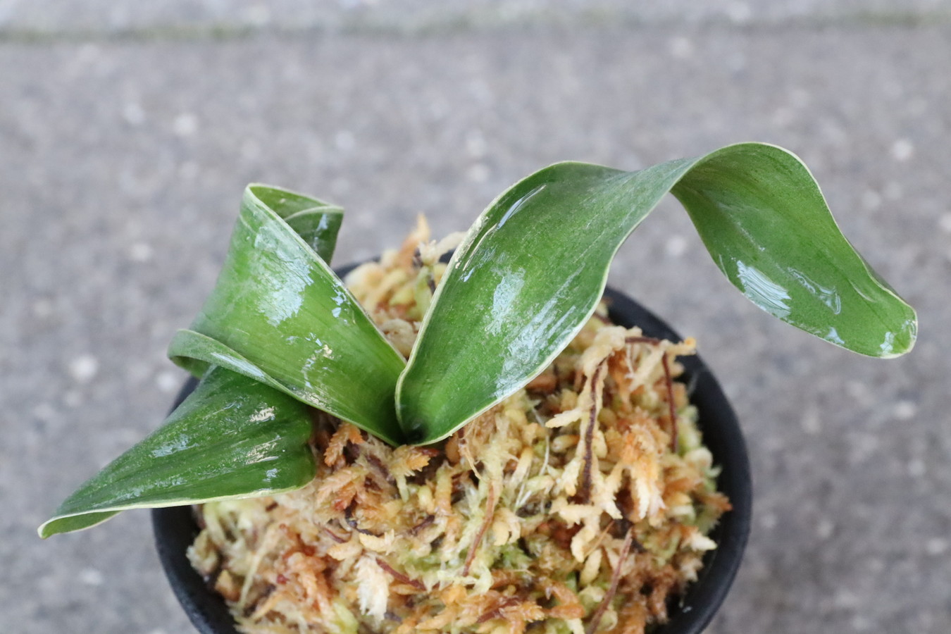 6355,玉響(たまゆら)　獅子　根少ない特価！　【はきずはきれとても多い大特価！！！】※春から秋は生長期なので姿は変わっていきます