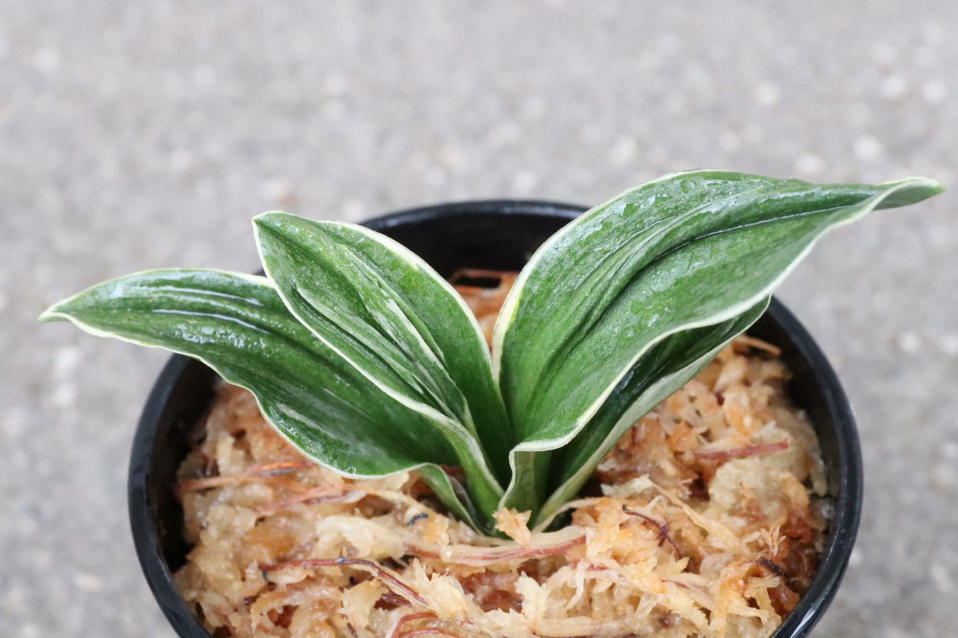 8273,飛優(ひゆう)　希少種？【はきずはきれ多い大特価！】※春から秋は生長期なので姿は変わっていきます