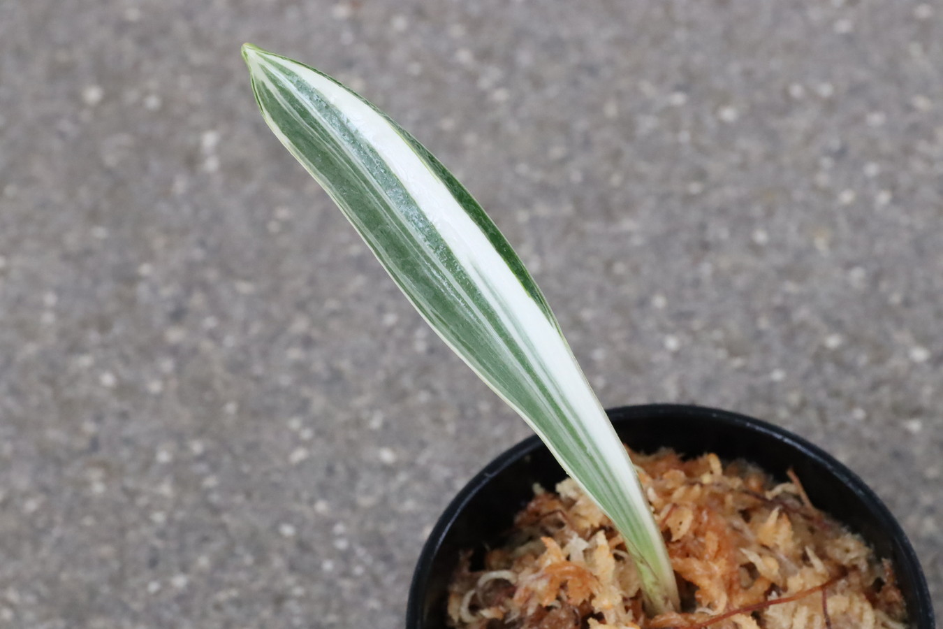 豊明園 / 全商品