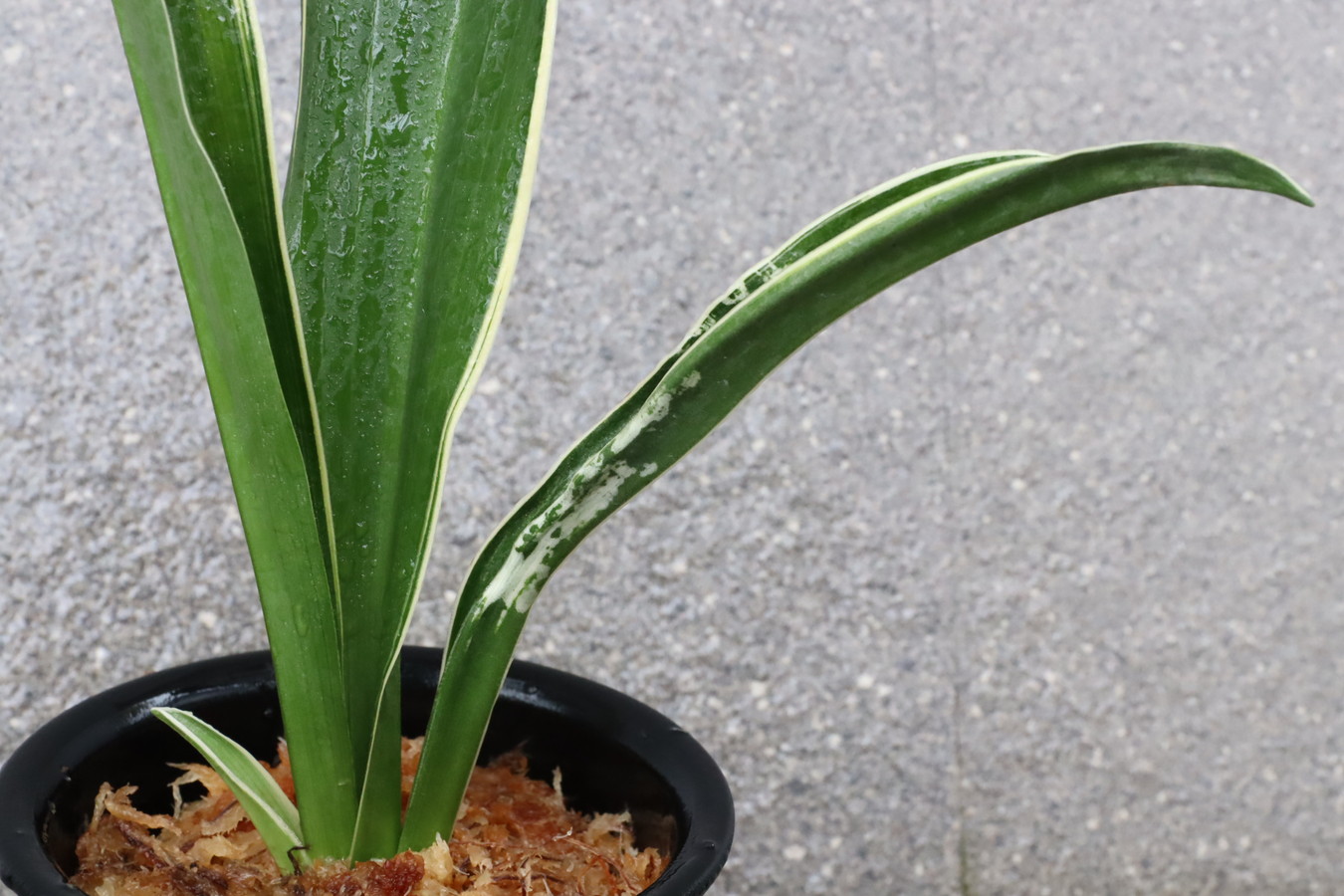 豊明園 / BC級品 セット