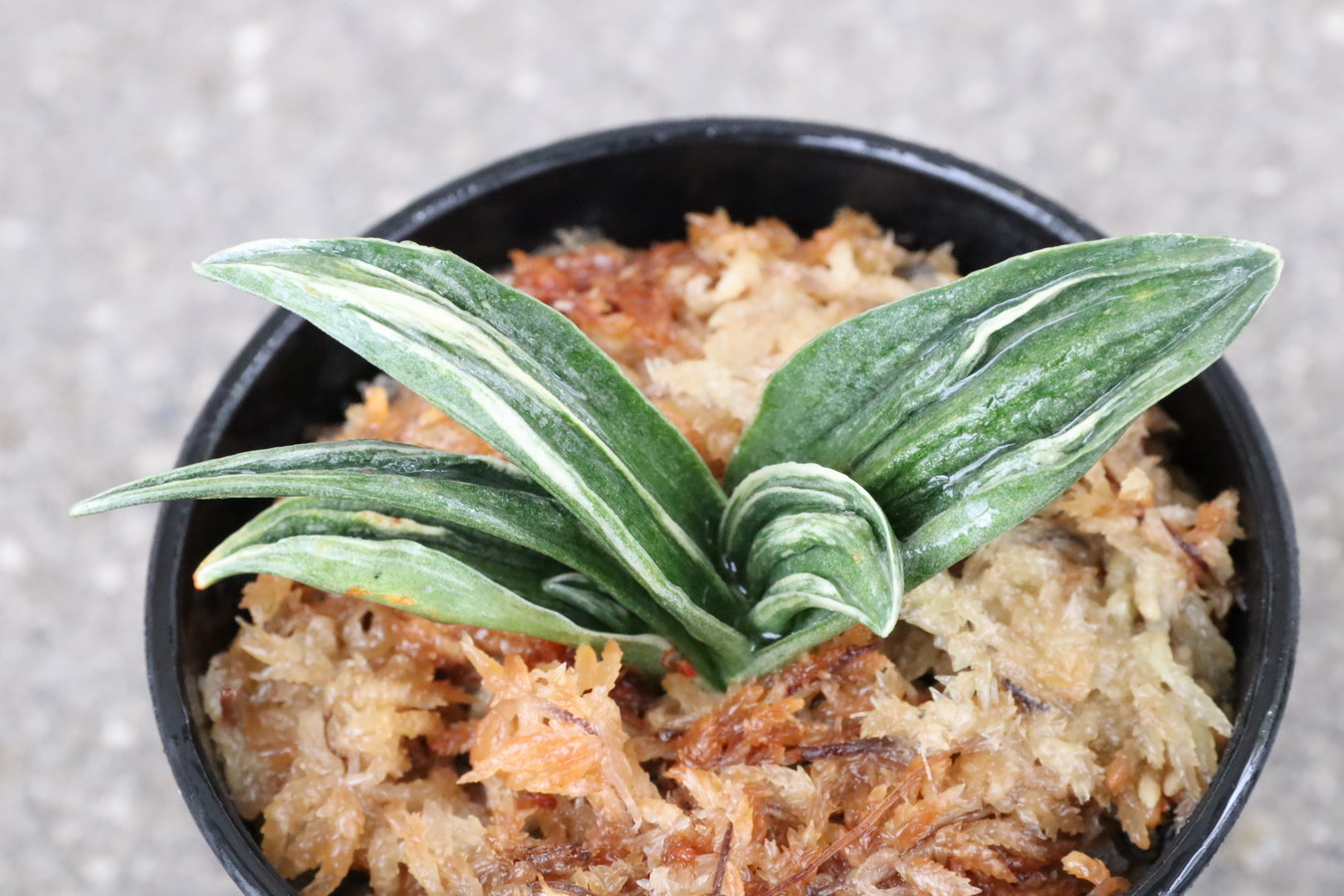 5113,瑞泉(ずいせん)　芋切練習にも！現場、琴治か琴宝かという姿　芸よい系統・勢いある【はきずはきれ非常に多い特価！！！！】※春から秋は生長期なので姿は変わっていきます