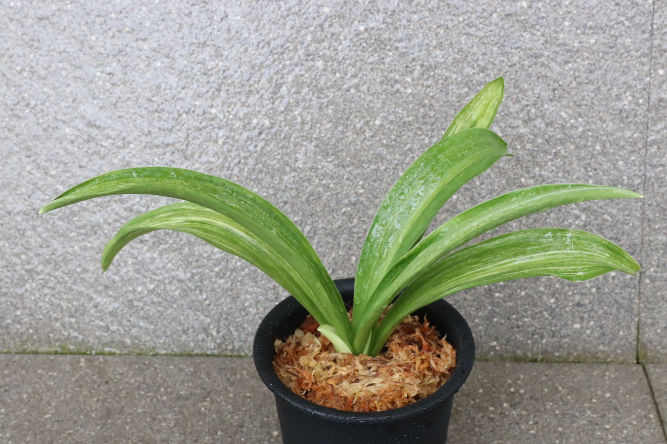 豊明園 / 太陽・縞甲龍系