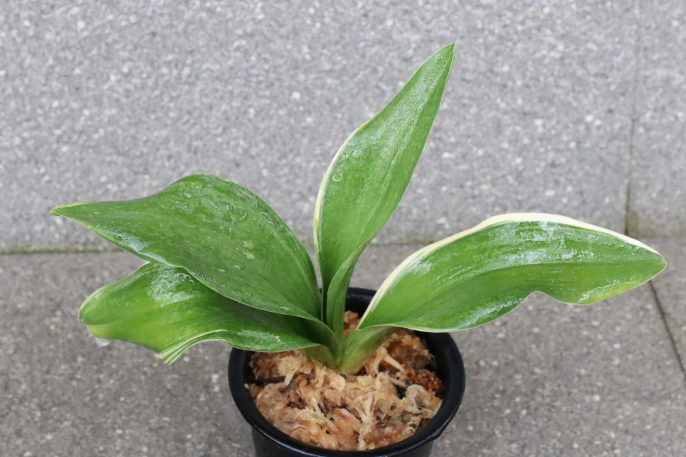 豊明園 / BC級品 セット