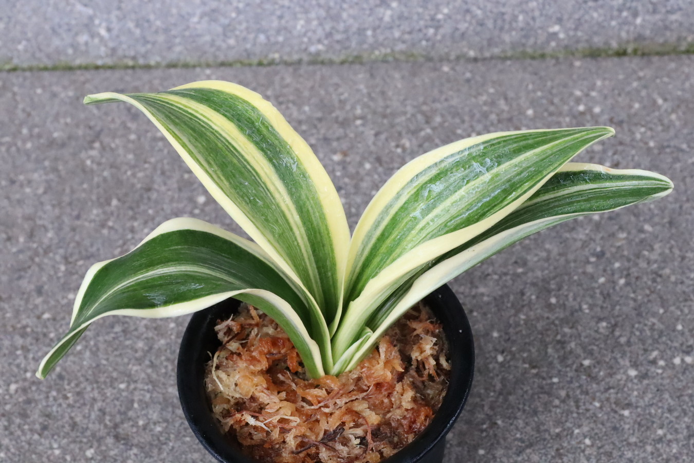 豊明園 / BC級品 セット