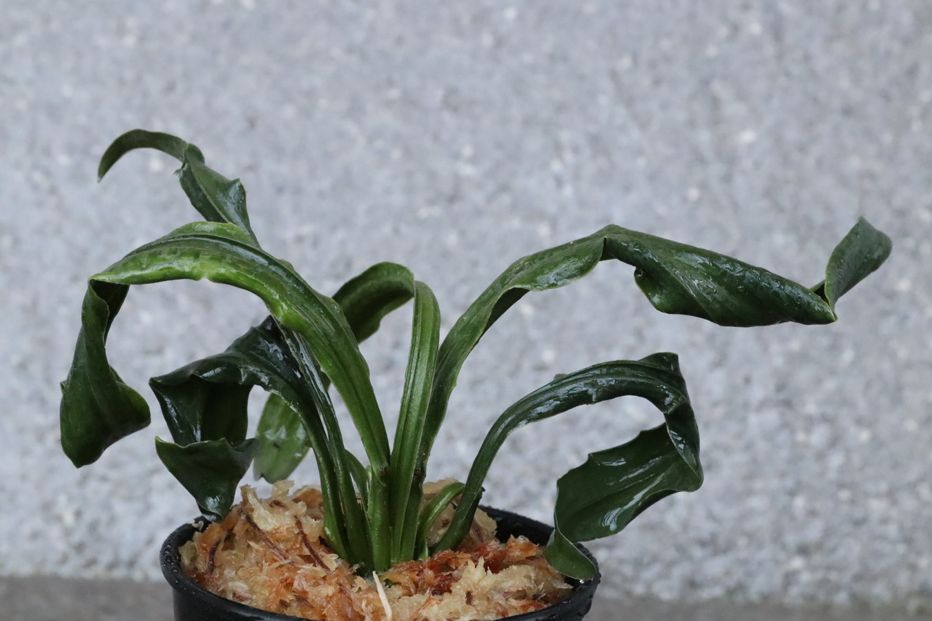 6588,笑福獅子(しょうふくじし)　★天下一植物界出店記念★元縞、現場青？葉芸最上！！　【はきずはきれ非常に多い大特価！！】※春から秋は生長期なので姿は変わっていきます