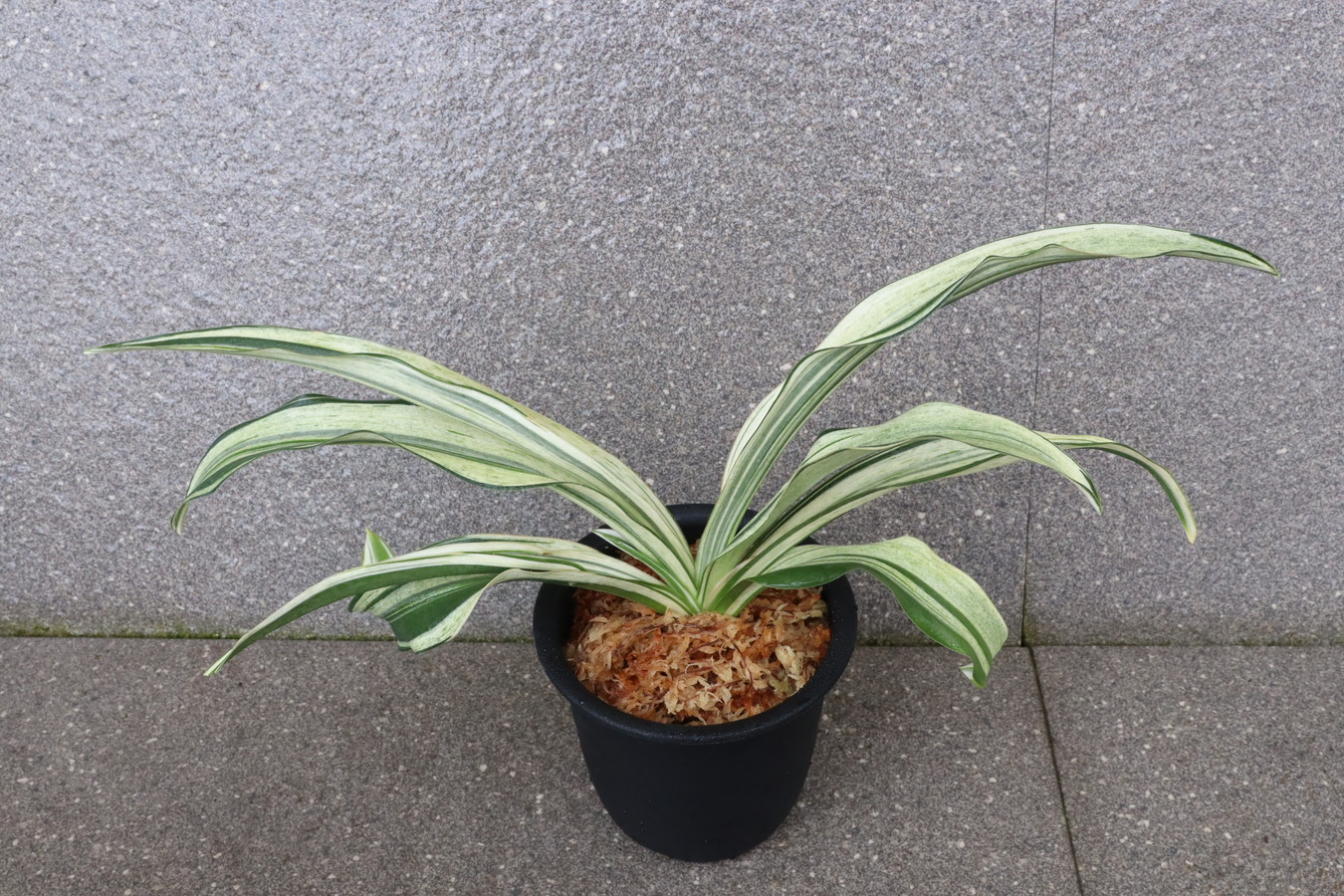 6540,伝説の萬年青　永島(ながしま)　【根少ない特価！はきずはきれ非常に多い大特価！】※春から秋は生長期なので姿は変わっていきます