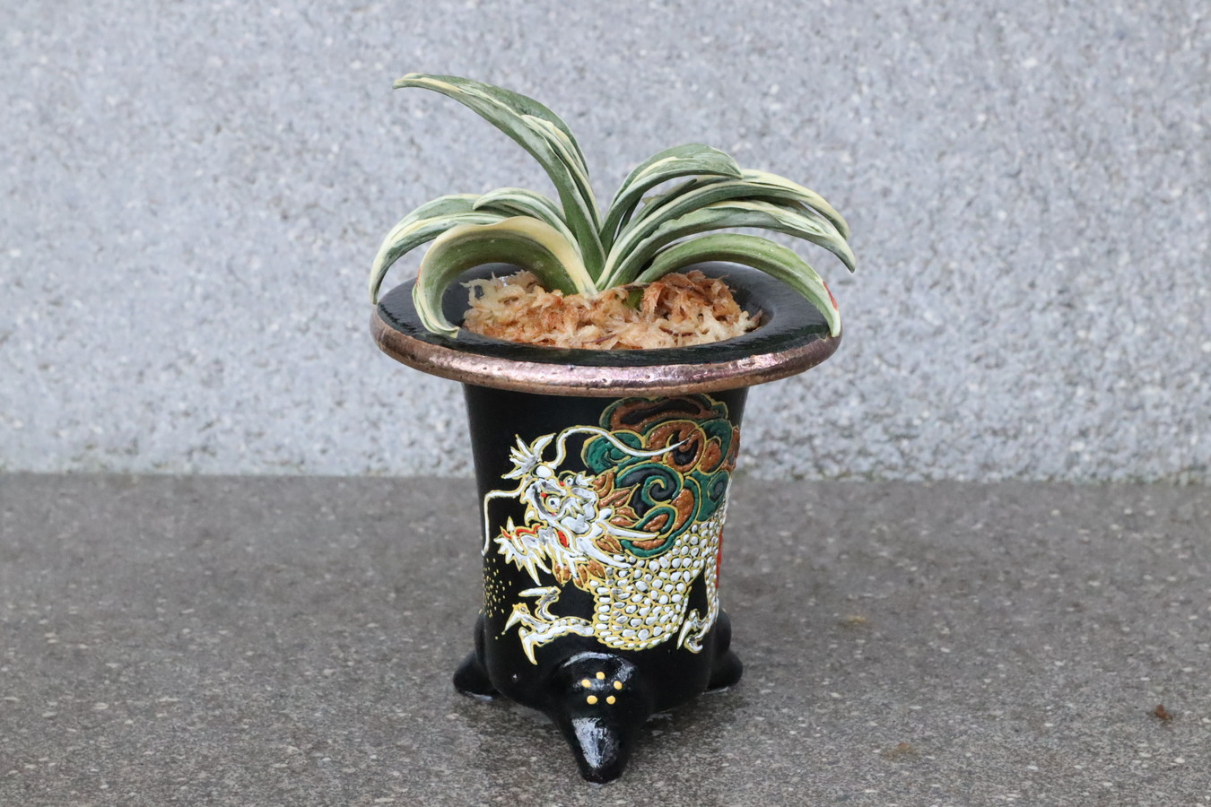 豊明園 / 小さいおもと