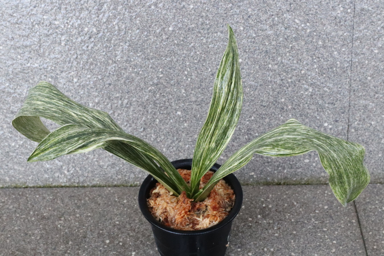 豊明園 / BC級品 セット