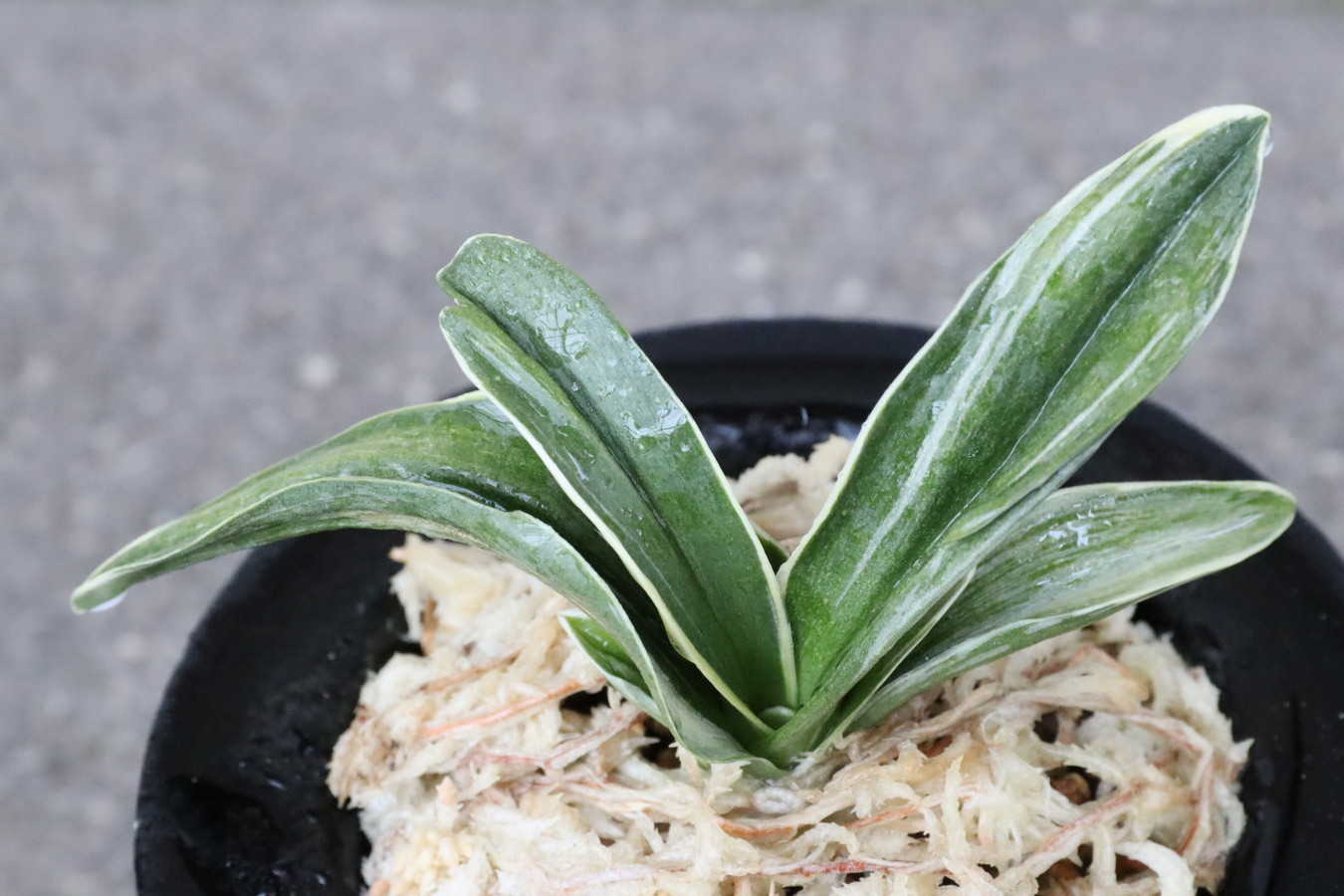 豊明園 / 全商品