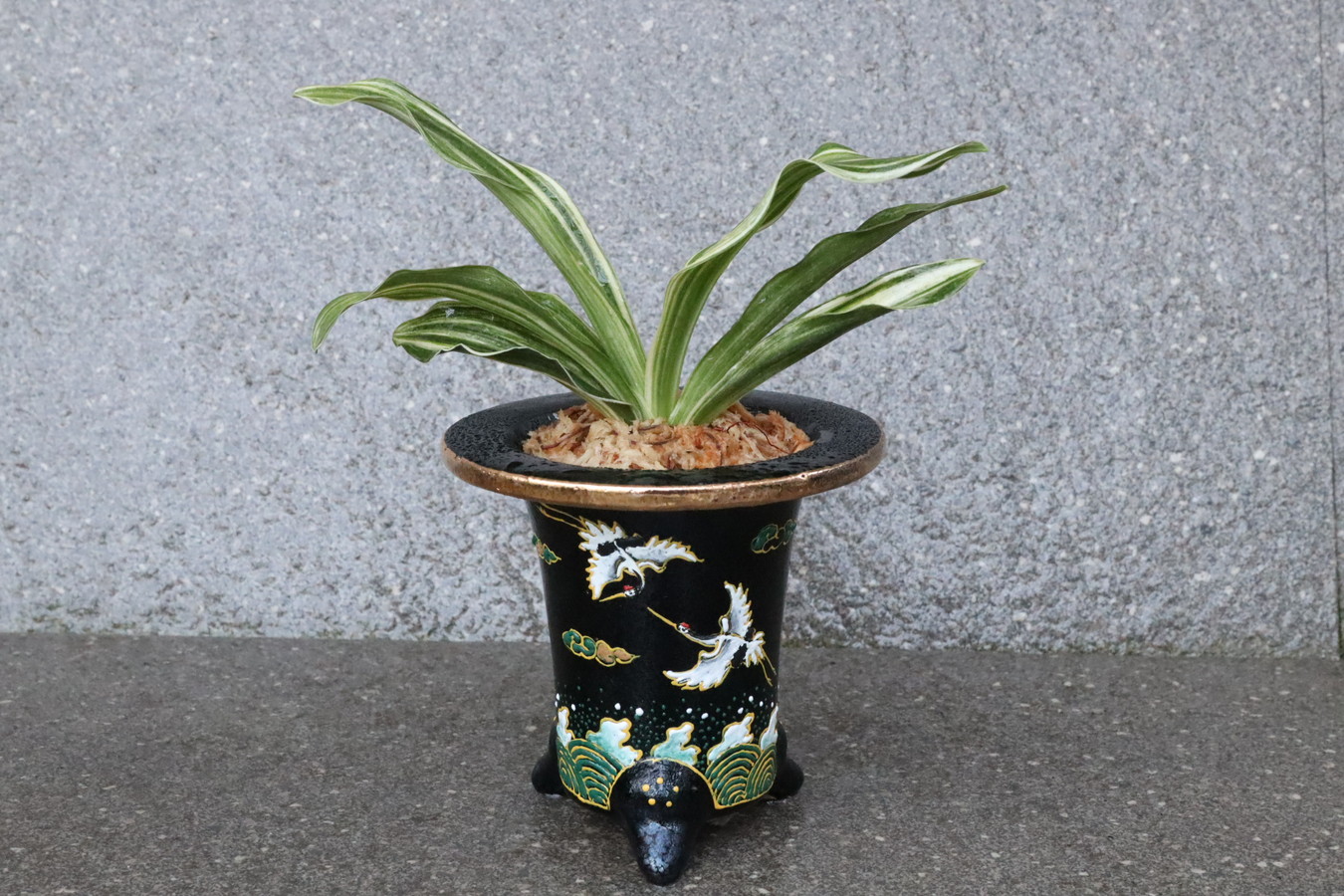 豊明園 / 小さいおもと