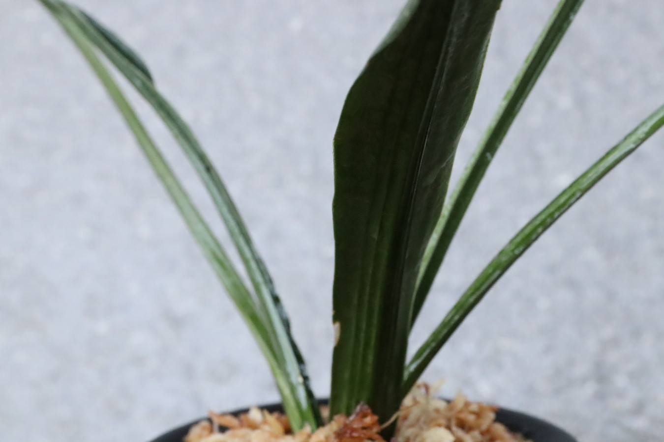 豊明園 / 全商品