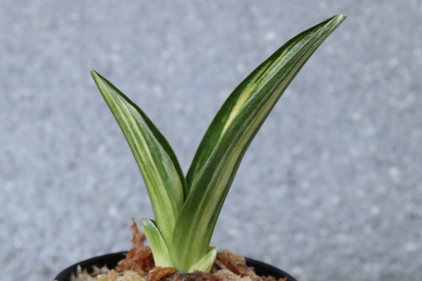 豊明園 / 全商品