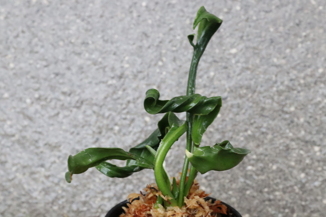 豊明園 / 獅子系