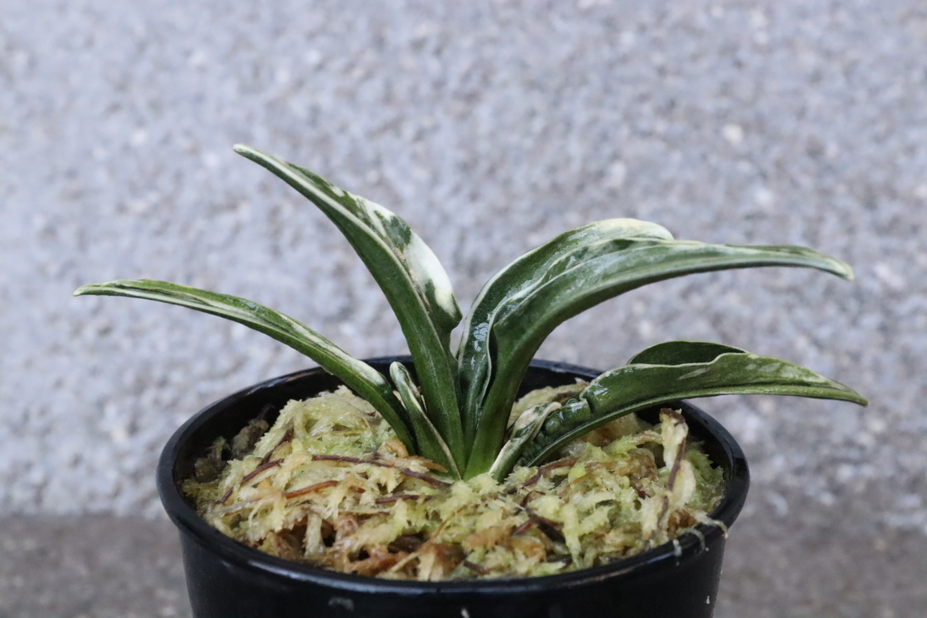 8073,宝泉(ほうせん)　【はきずはきれ大特価！】※春から秋は生長期なので姿は変わっていきます