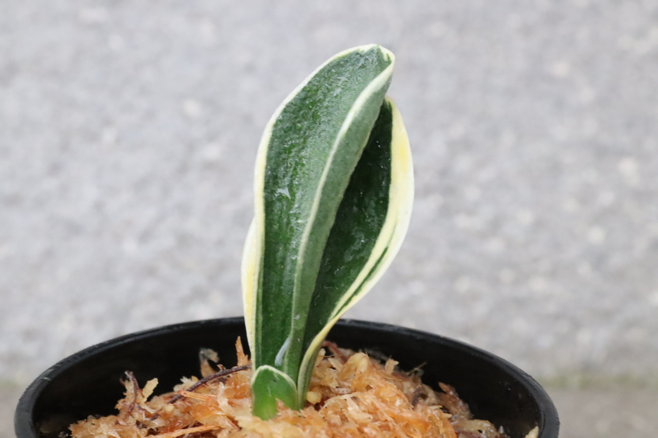 8305,春楽(しゅんらく)　雨に当てたスパルタ作り！　【特上若木特価！はきずはきれ多い特価！】※春から秋は生長期なので姿は変わっていきます