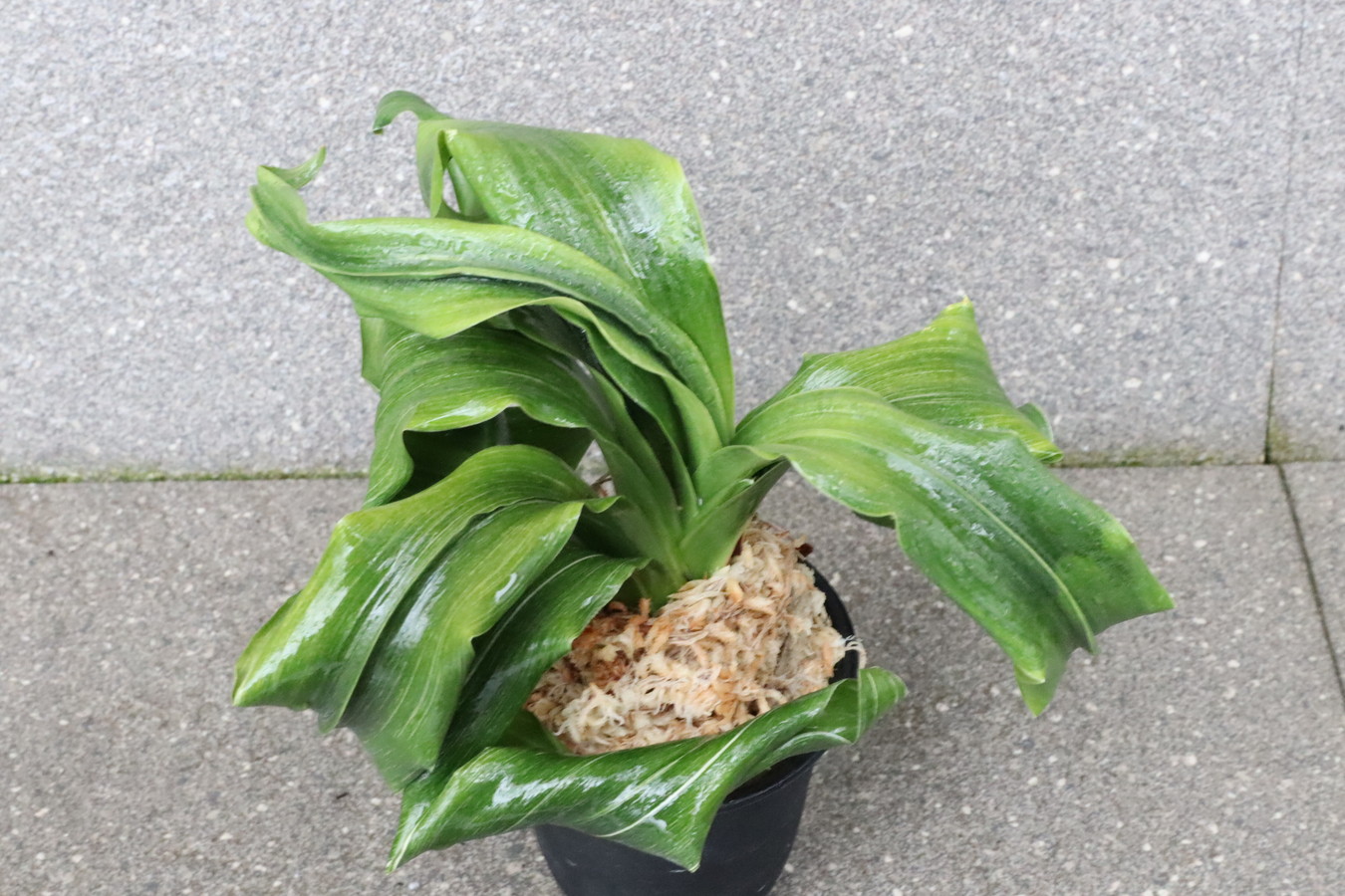 豊明園 / 獅子系