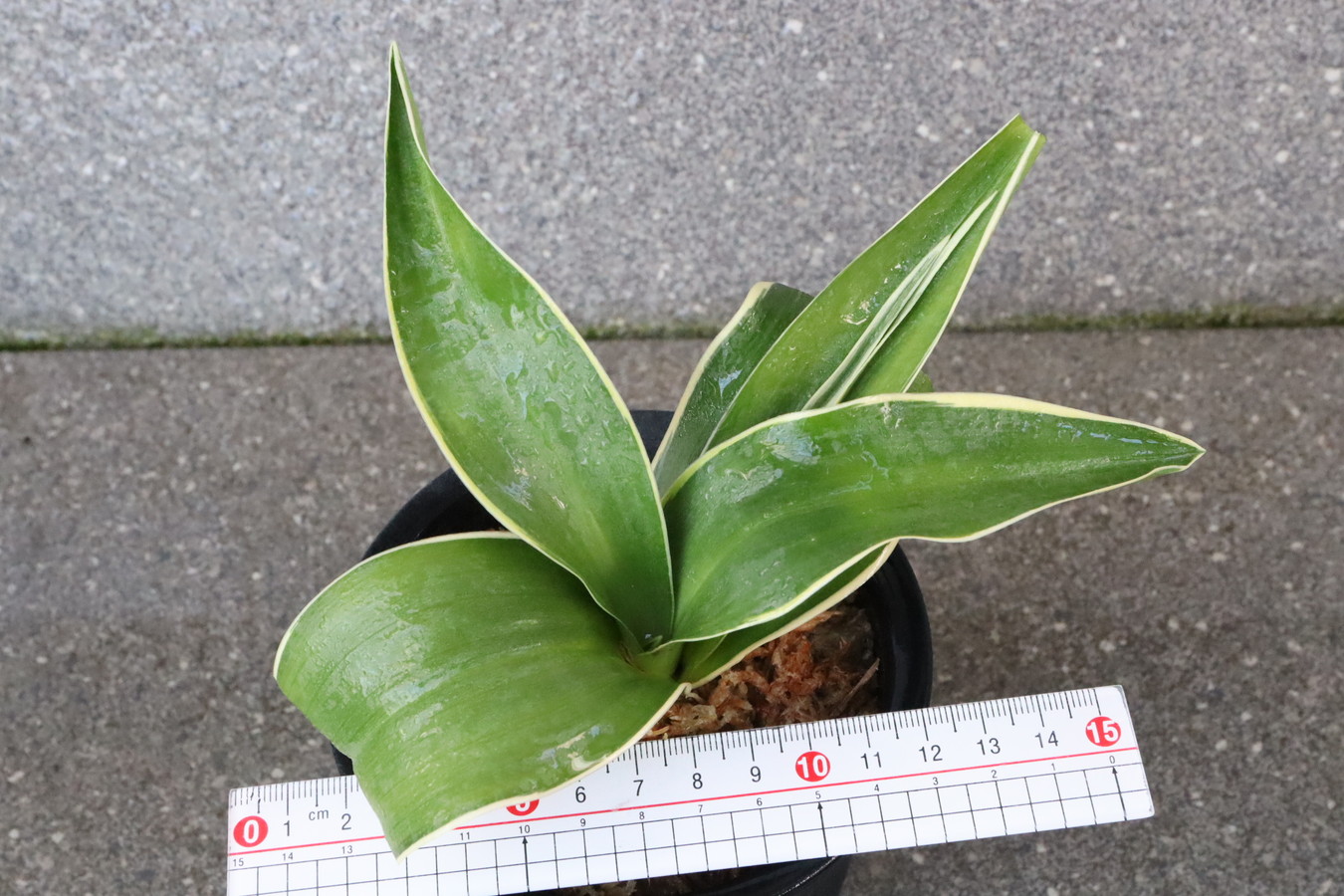 7188,整理品特価！玉川竜(たまがわりゅう)　超希少！元図？図抜け？希少性最上！江戸？【頭木根少ない特価！はきずはきれ非常に多い特価！】※春から秋は生長期なので姿は変わっていきます