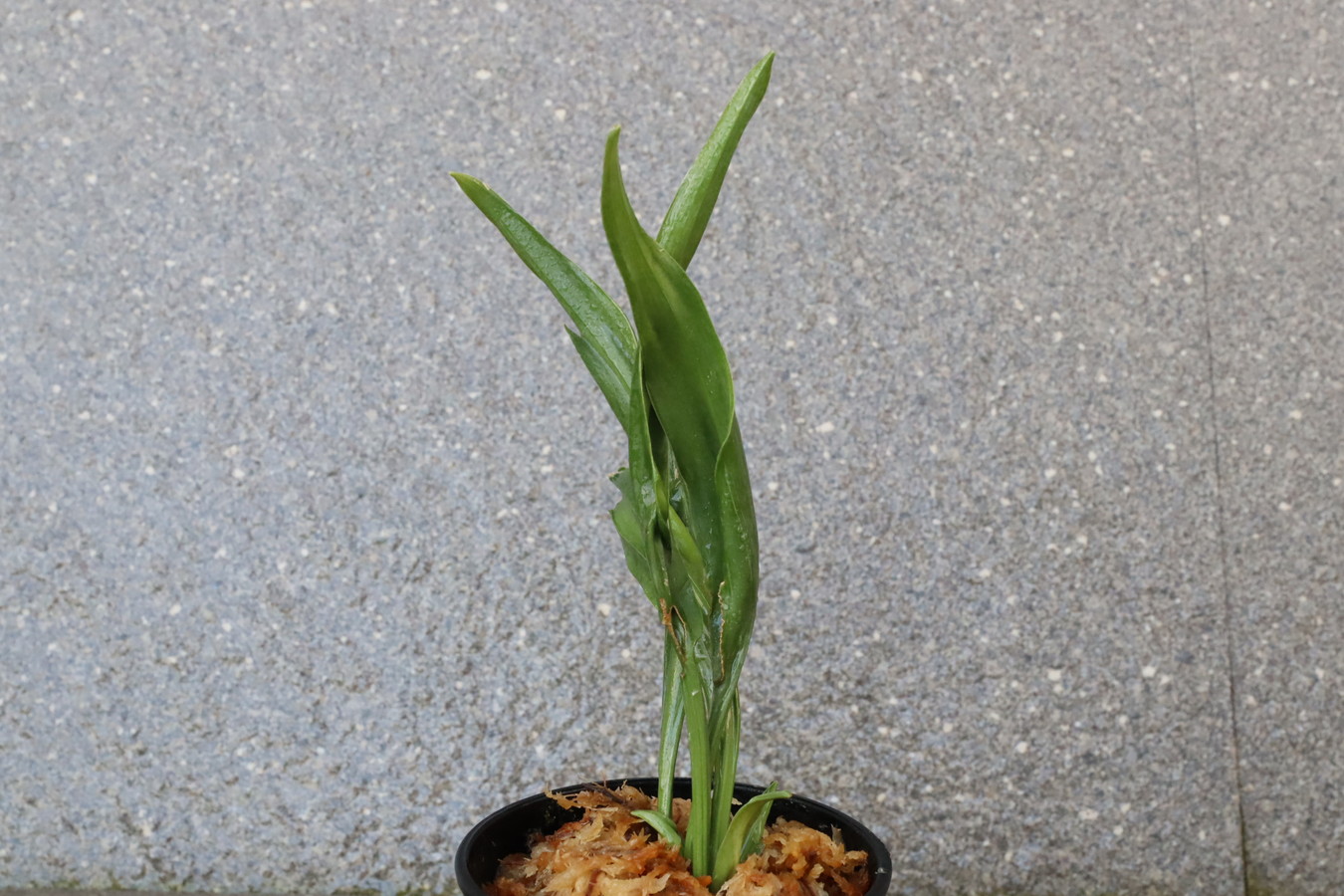 7154,BC級品整理品　龍鉾実生　数不明　【はきずはきれ大特価】※春から秋は生長期なので姿は変わっていきます