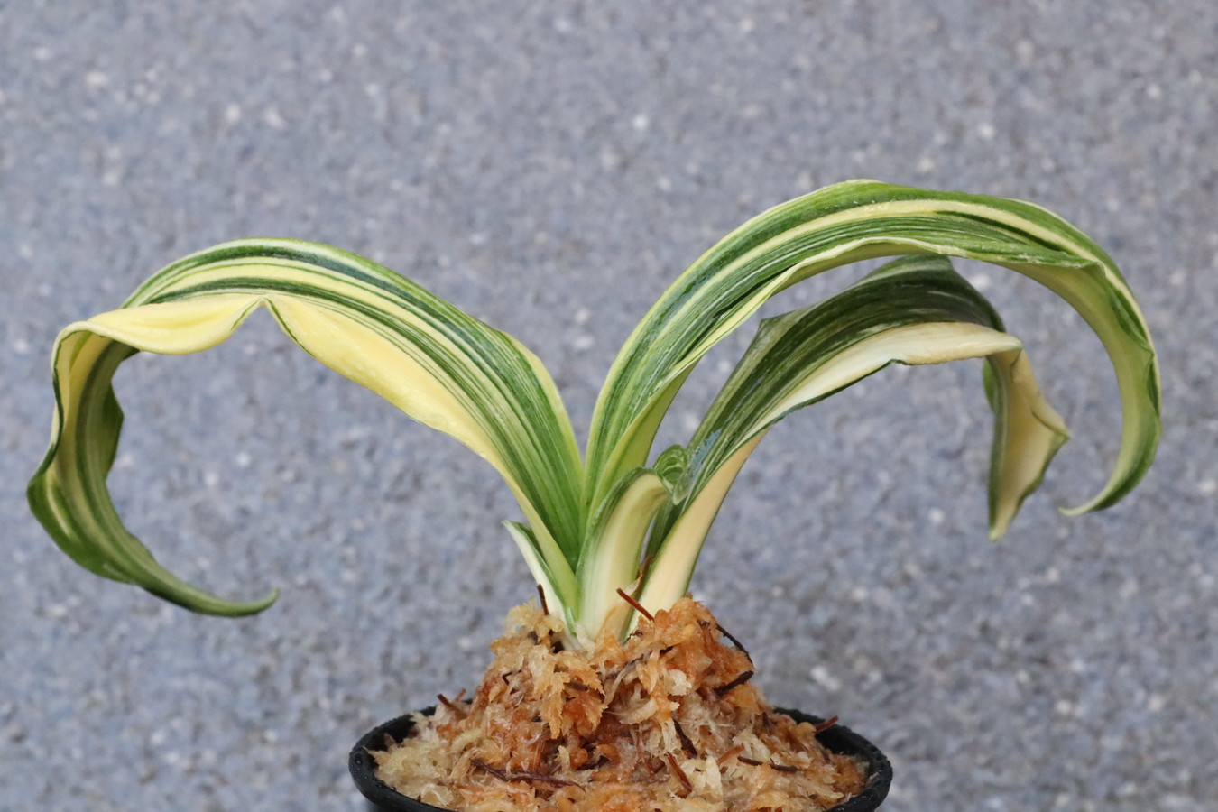 7158,晃明獅子×清竜獅子　獅子　数不明　【はきずはきれとても多い大特価】※春から秋は生長期なので姿は変わっていきます sov