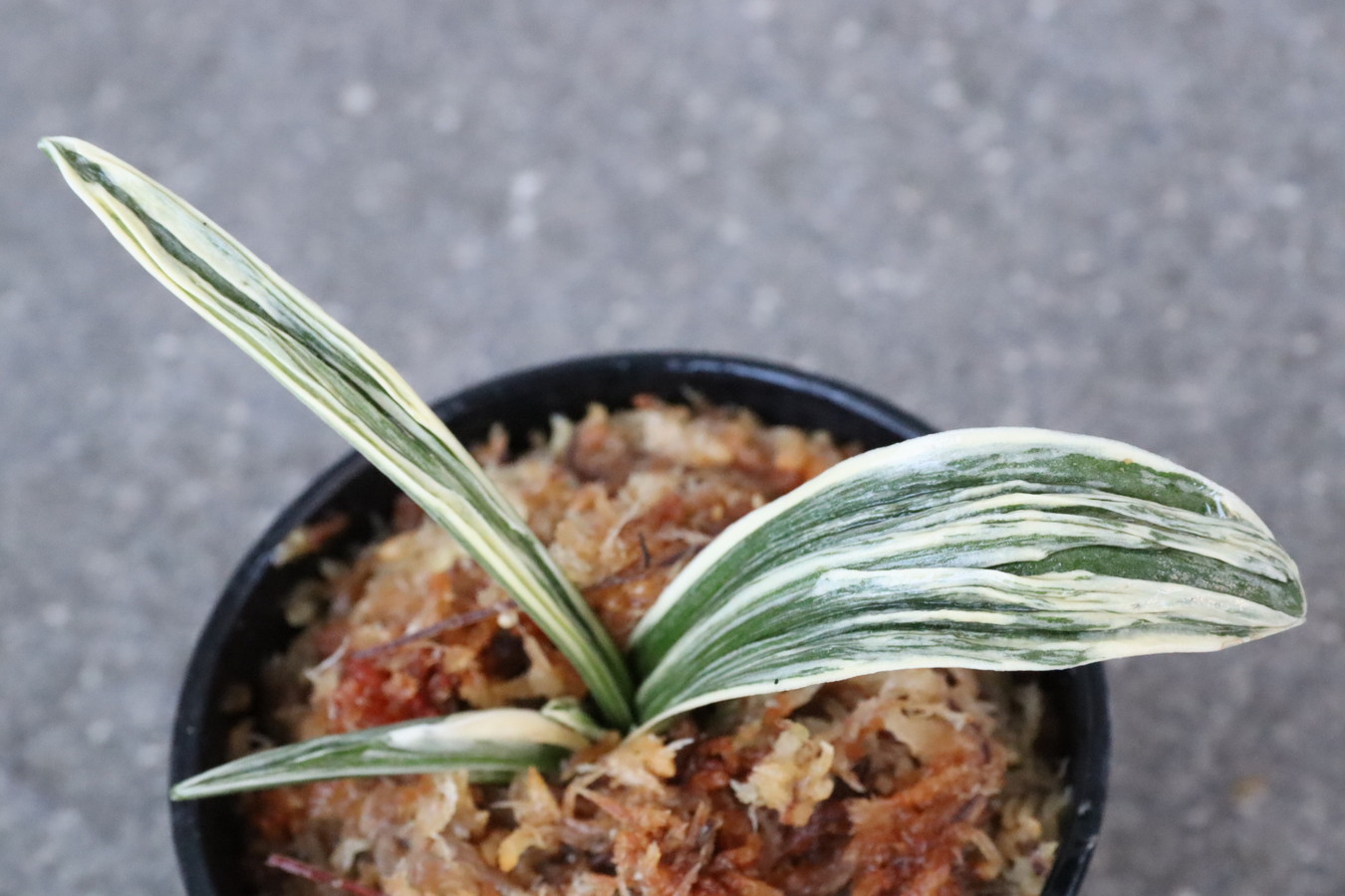 8281,整理品特価！　華宝(かほう)　頭木特価！【はきずはきれ多い大特価！！！】※春から秋は生長期なので姿は変わっていきます