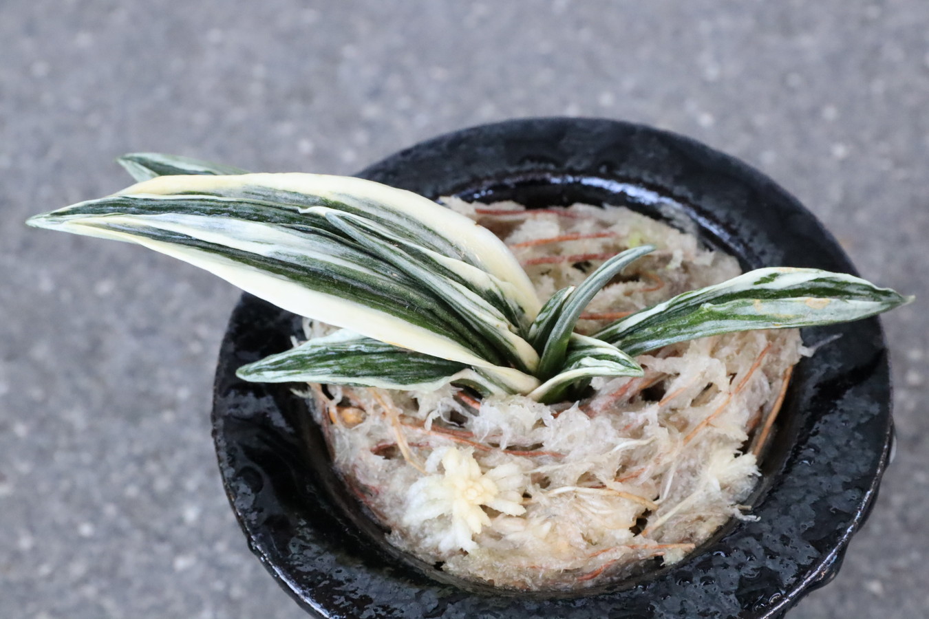 8025,整理品特価！双天(そうてん)　【頭木特価！はきずはきれ特価！】　※春から秋は生長期なので姿は変わっていきます